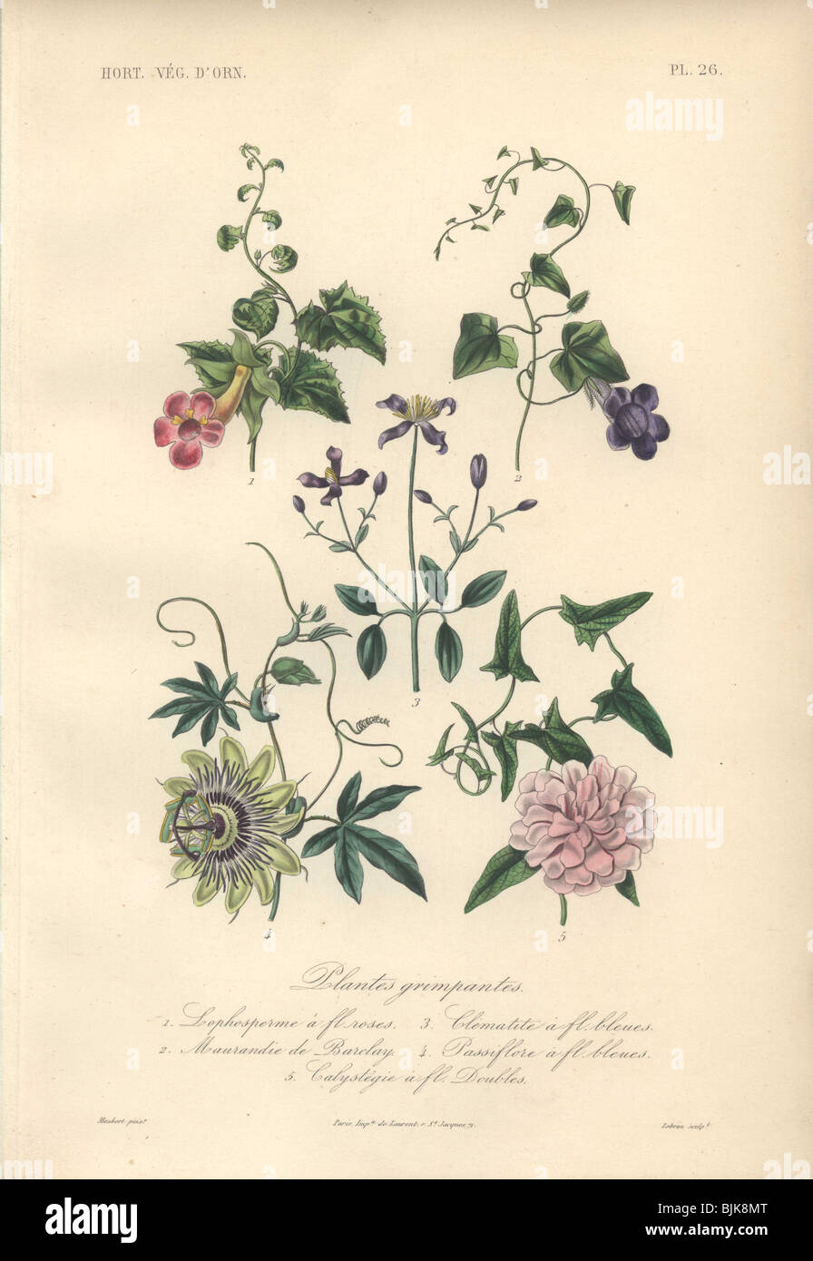 Decorative botanical print with foxglove, angel's trumpet, clematis and passionflower from Herincq's 'Regne Vegetal' (1865). Stock Photo