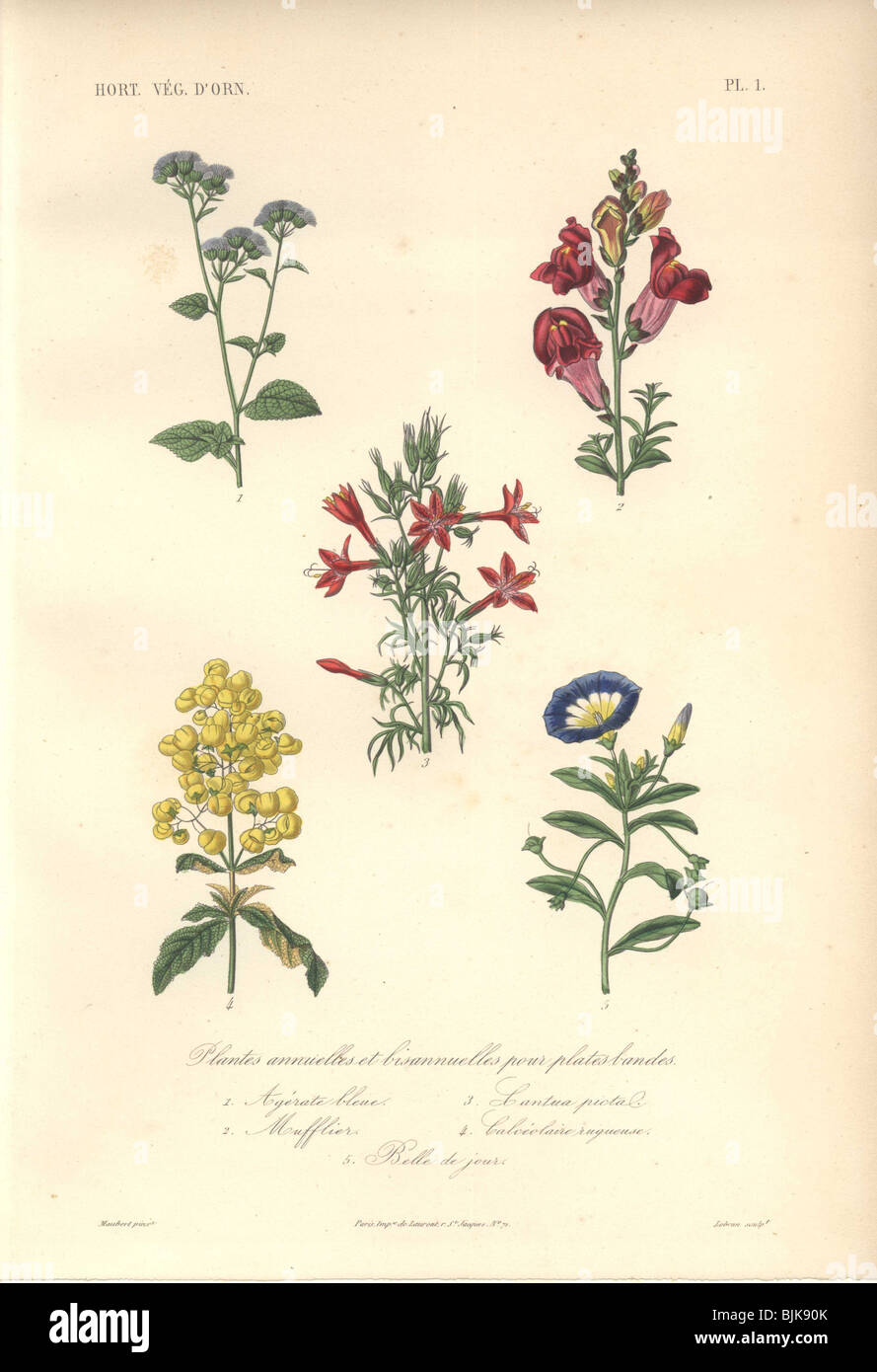 Decorative botanical print with flossflower, snapdragon, cantuta, and ladies purse from Herincq's 'Regne Vegetal' (1865). Stock Photo