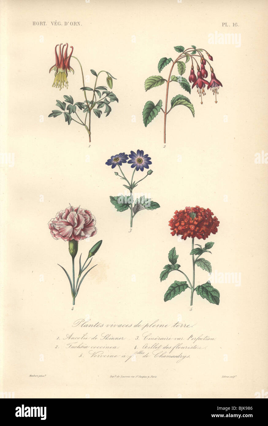 Decorative botanical print with columbine, fuchsia, cineraria, carnation and vervain from Herincq's 'Regne Vegetal' (1865). Stock Photo