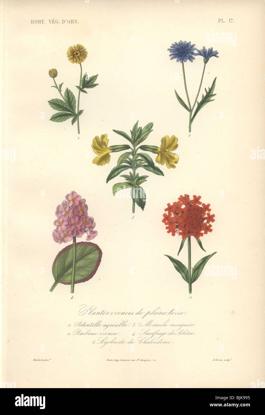 Decorative botanical print with cinquefoil, cornflower, musk, saxifrage and Maltese cross from Herincq's 'Regne Vegetal' (1865). Stock Photo