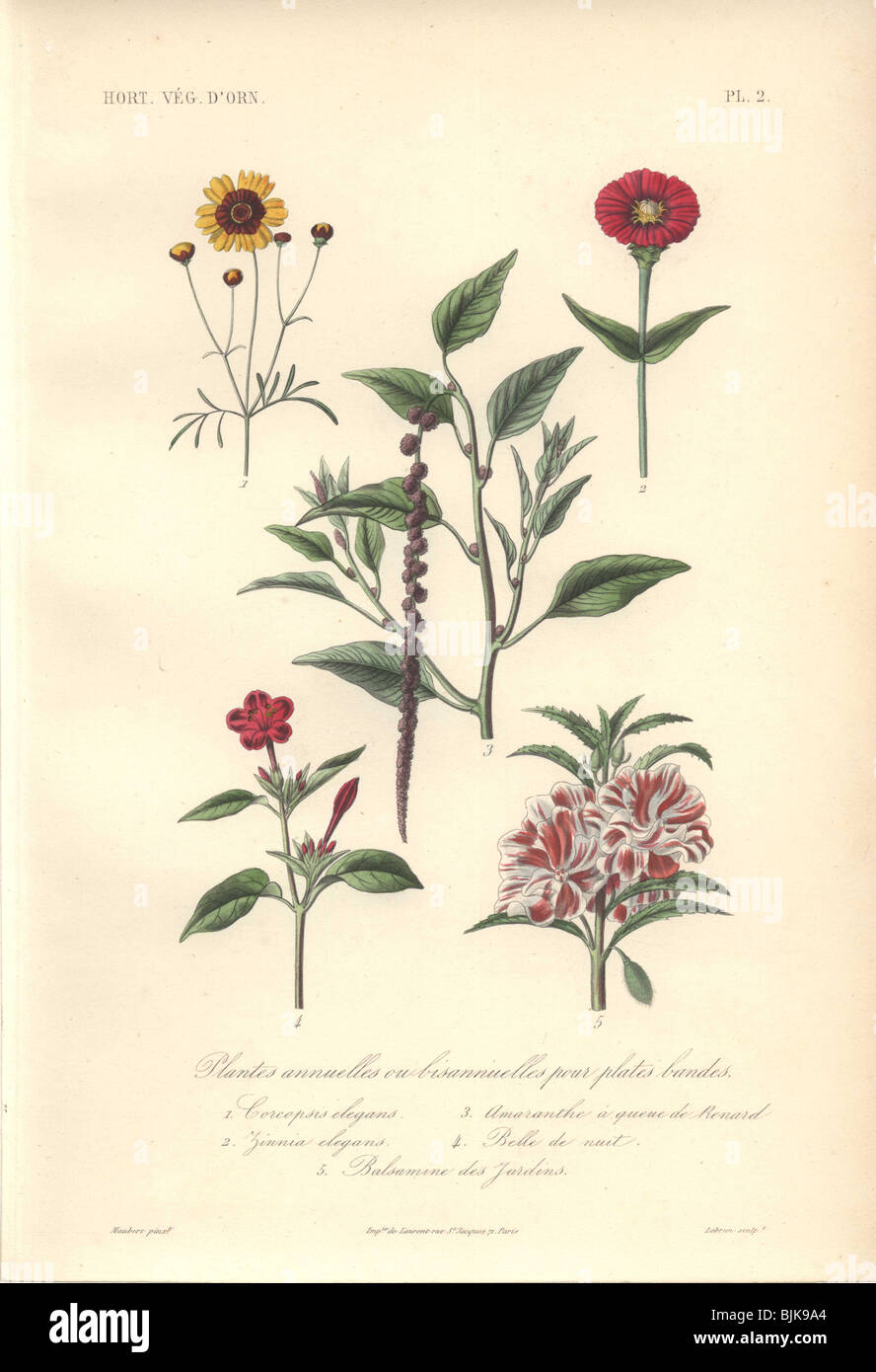 Decorative botanical print with tickseed, zinnia, amaranth, jalapa and impatiens from Herincq's 'Regne Vegetal' (1865). Stock Photo