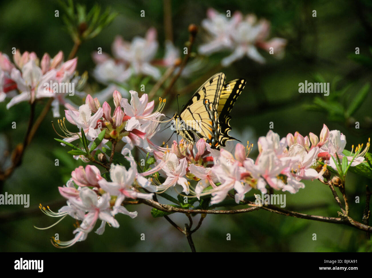 A Tiger Swallowtail Butterfly sips nectar from an azalea in the ...