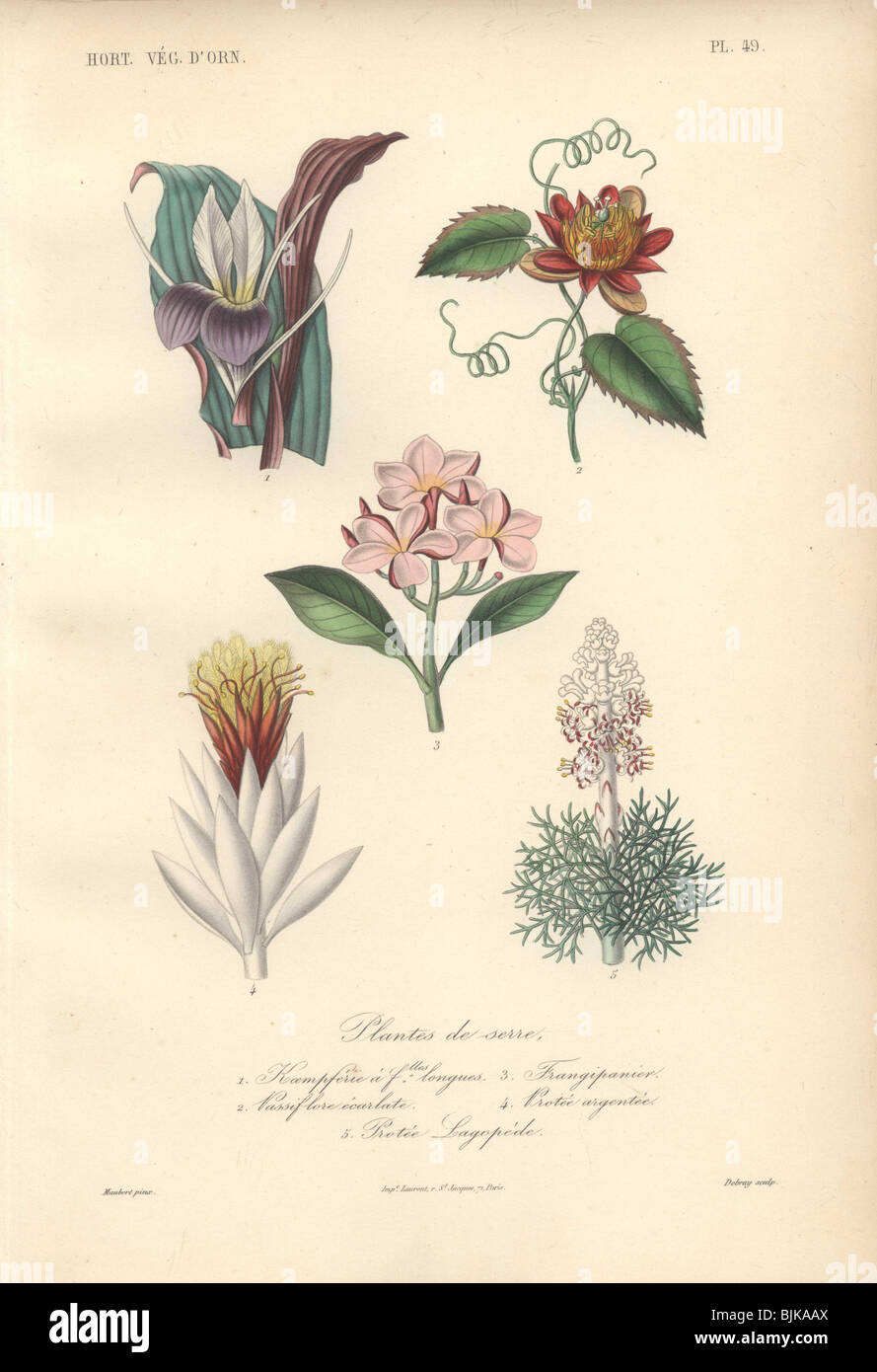 Decorative botanical print with aromatic ginger, passionflower, frangipani and protea from Herincq's 'Regne Vegetal' (1865). Stock Photo
