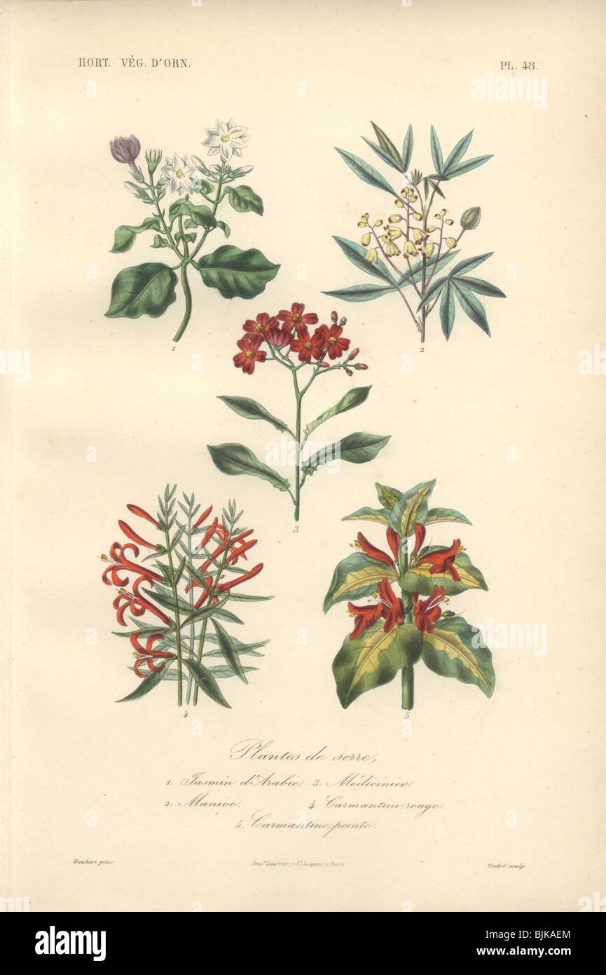 Decorative botanical print with jasmine, cassava, hummingbird bush and shrimp plant from Herincq's 'Regne Vegetal' (1865). Stock Photo