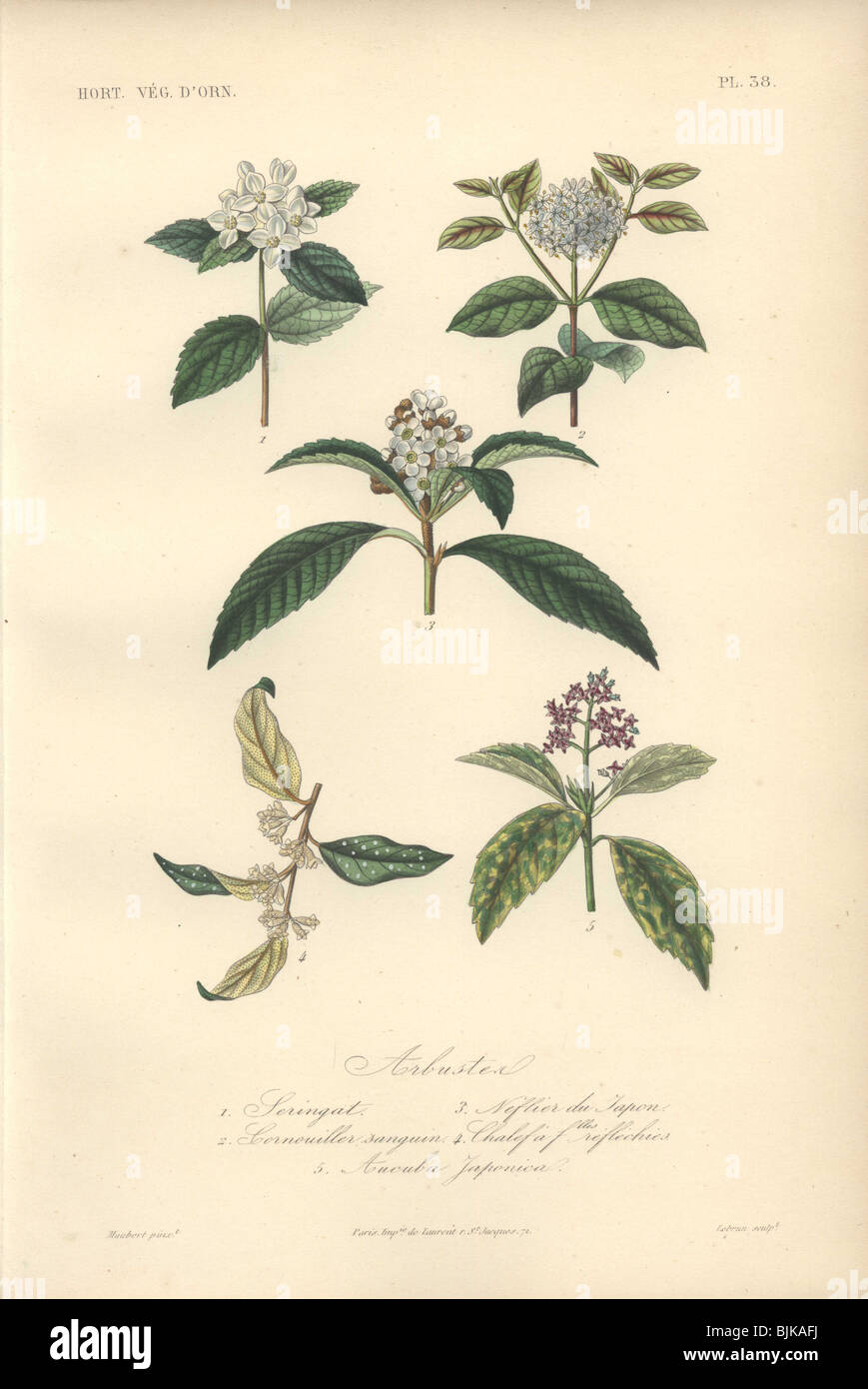 Decorative botanical print with rubber tree, dogwood, loquat and spotted laurel from Herincq's 'Regne Vegetal' (1865). Stock Photo