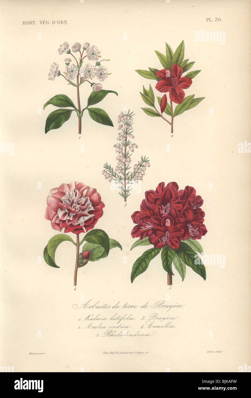 Decorative botanical print with laurel, azalea, heather, camellia and rhododendrum from Herincq's 'Regne Vegetal' (1865). Stock Photo