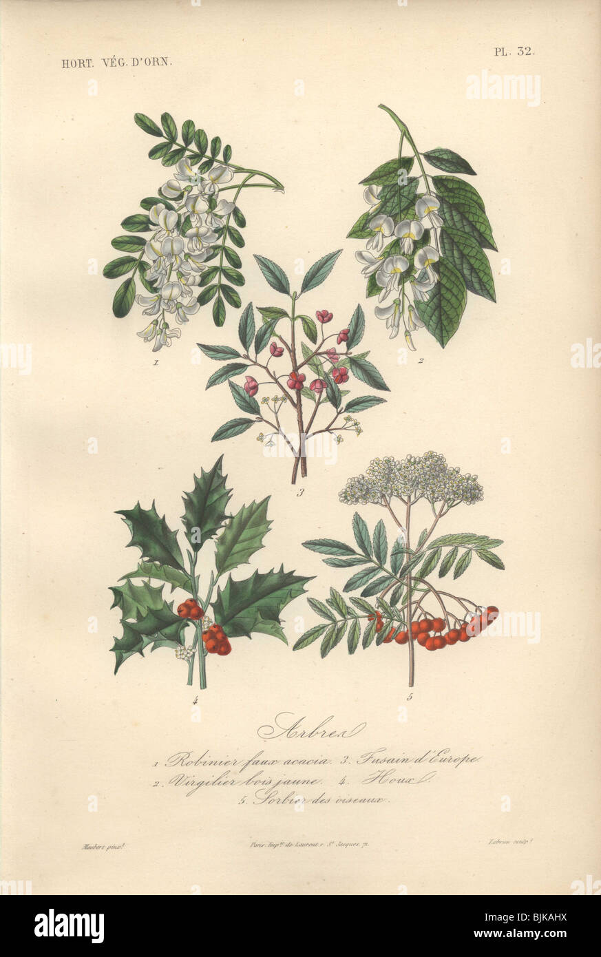 Decorative botanical print with locust tree, yellowwood, spindle, holly and rowan from Herincq's 'Regne Vegetal' (1865). Stock Photo