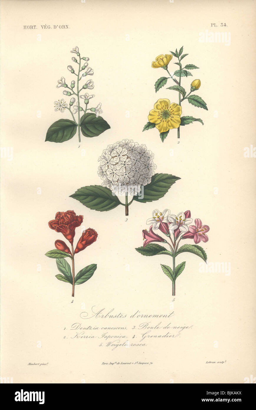 Decorative botanical print with abuliton, globeflower, deutzia and gloxinia from Herincq's 'Regne Vegetal' (1865). Stock Photo