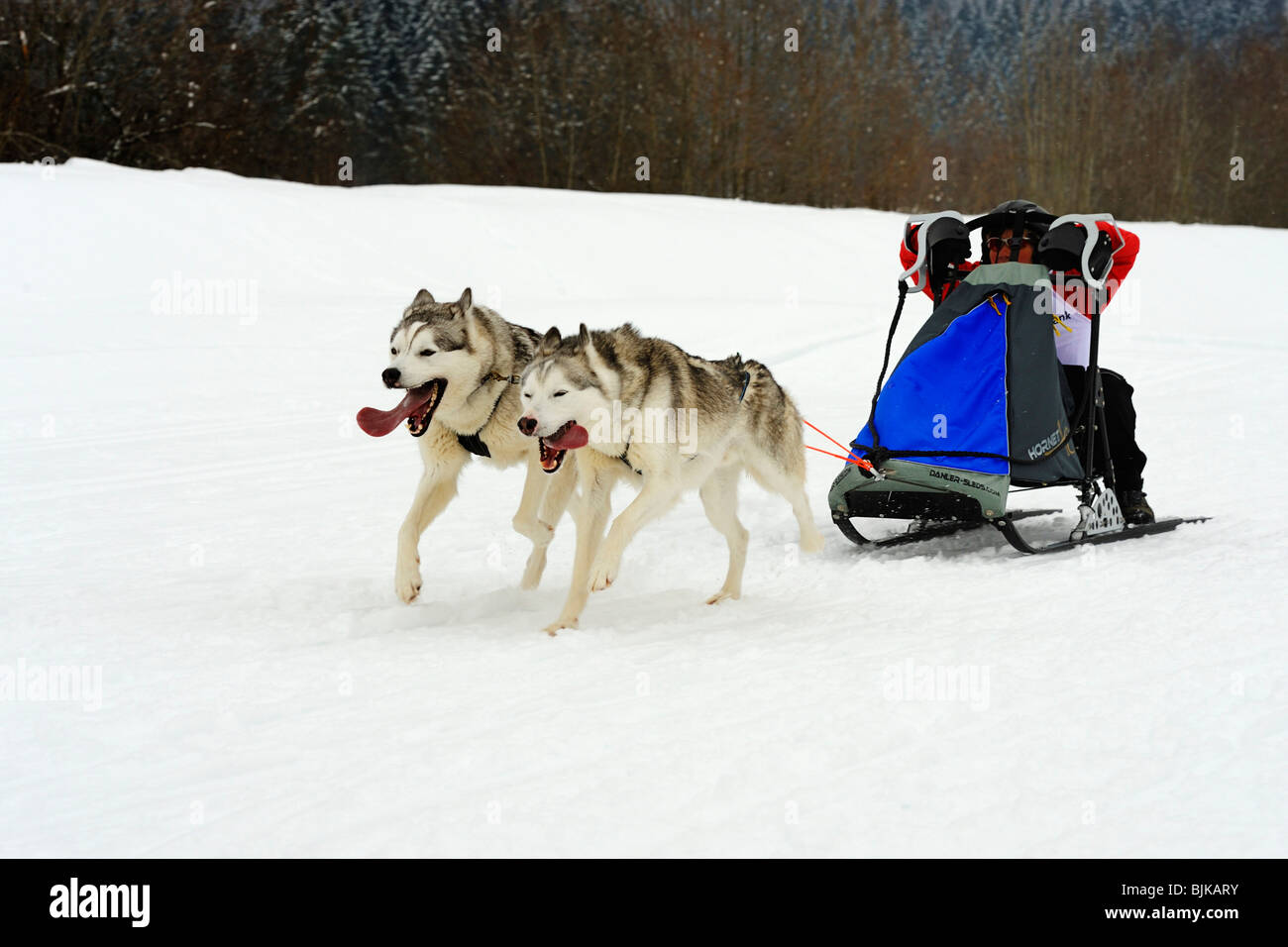 Alaskan Malamute, sled dog team with musher, Studen, Switzerland, Europe Stock Photo