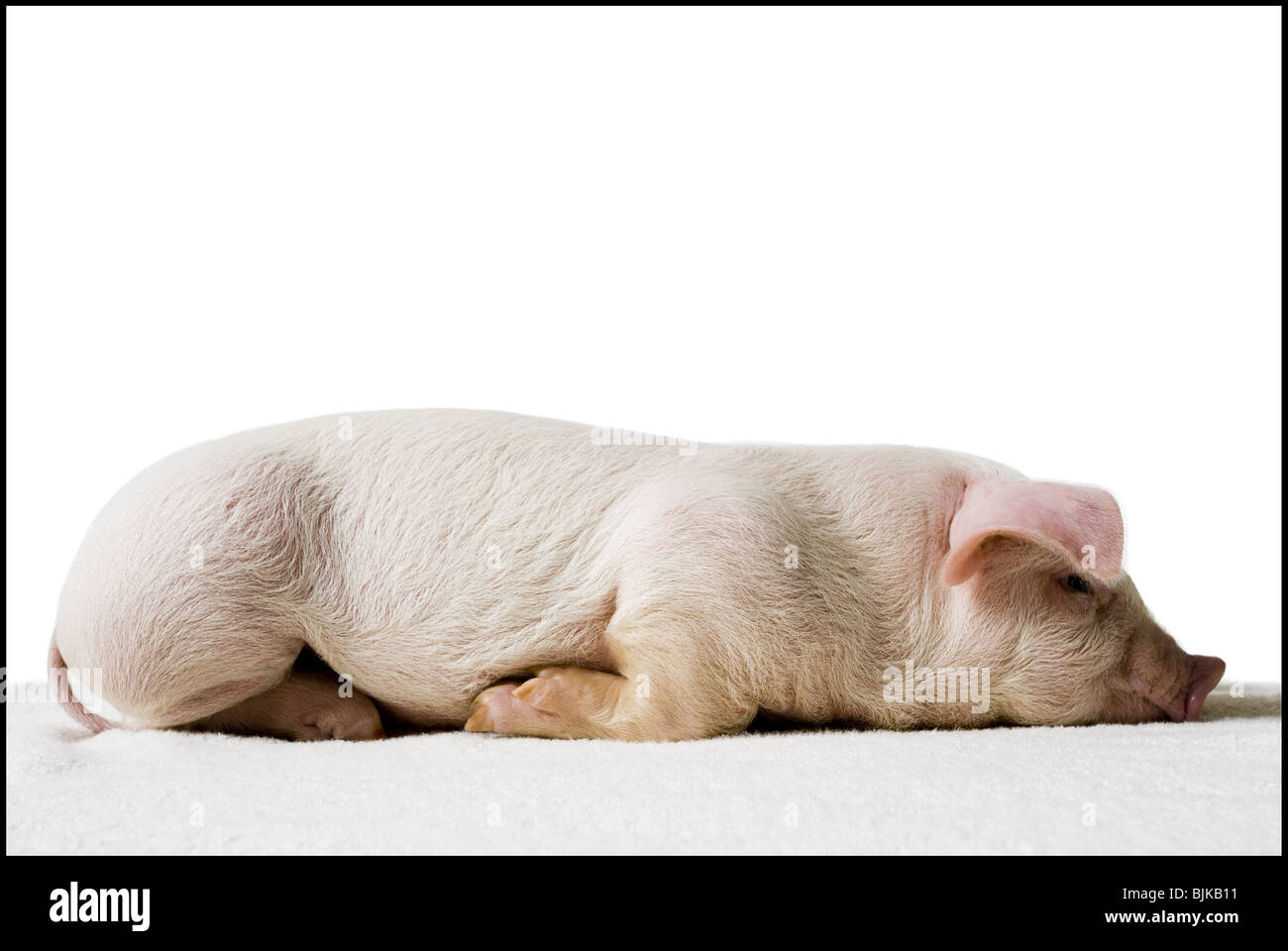 Piglet lying down profile Stock Photo - Alamy