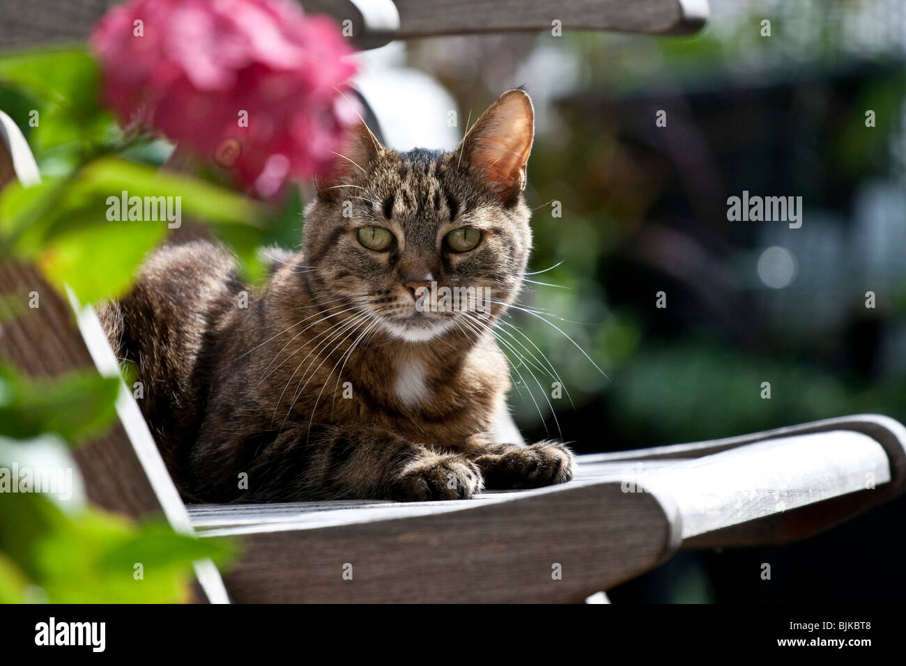 Domestic cat lying on a chair Stock Photo