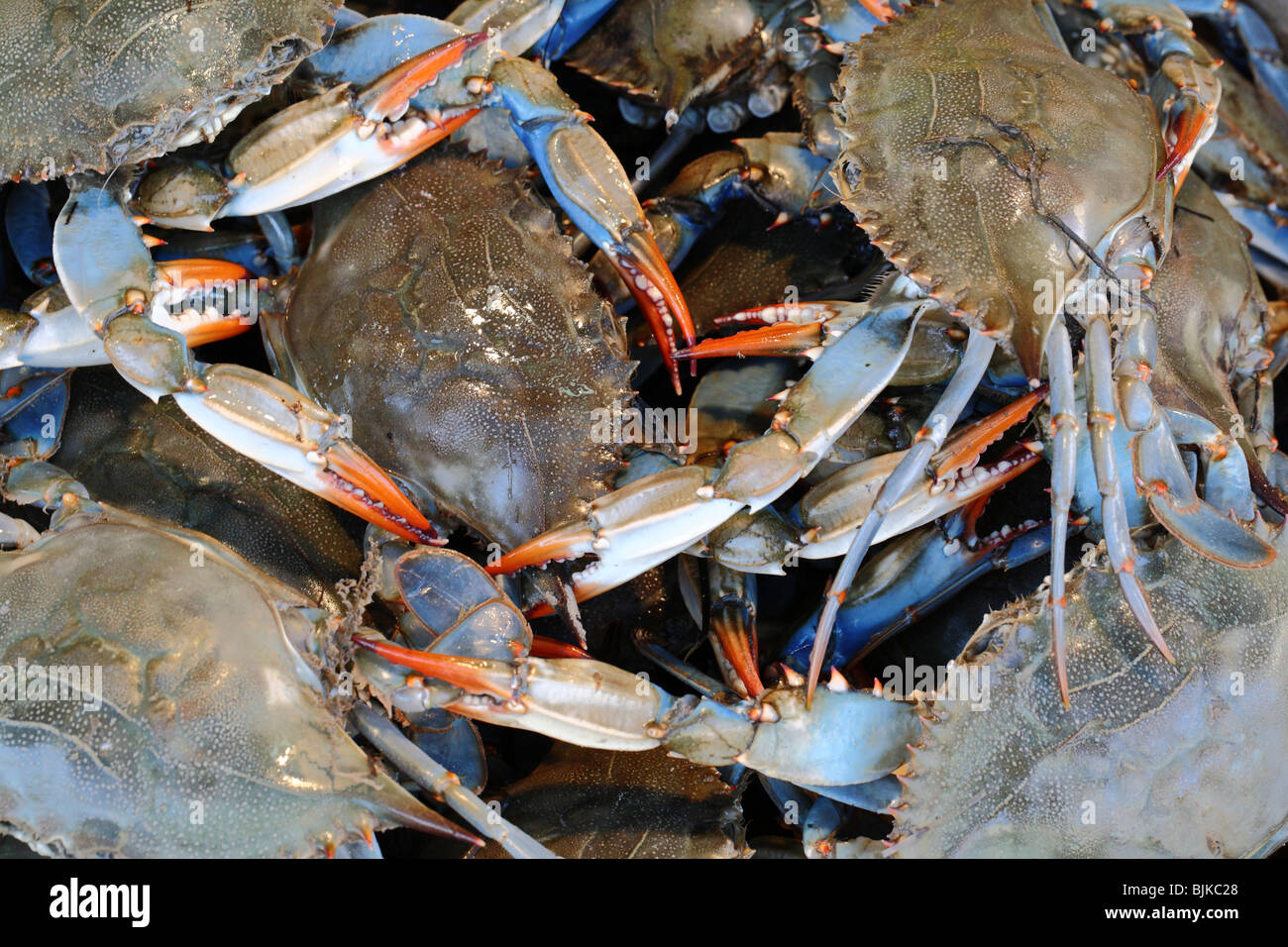 Crabs close up hires stock photography and images Alamy