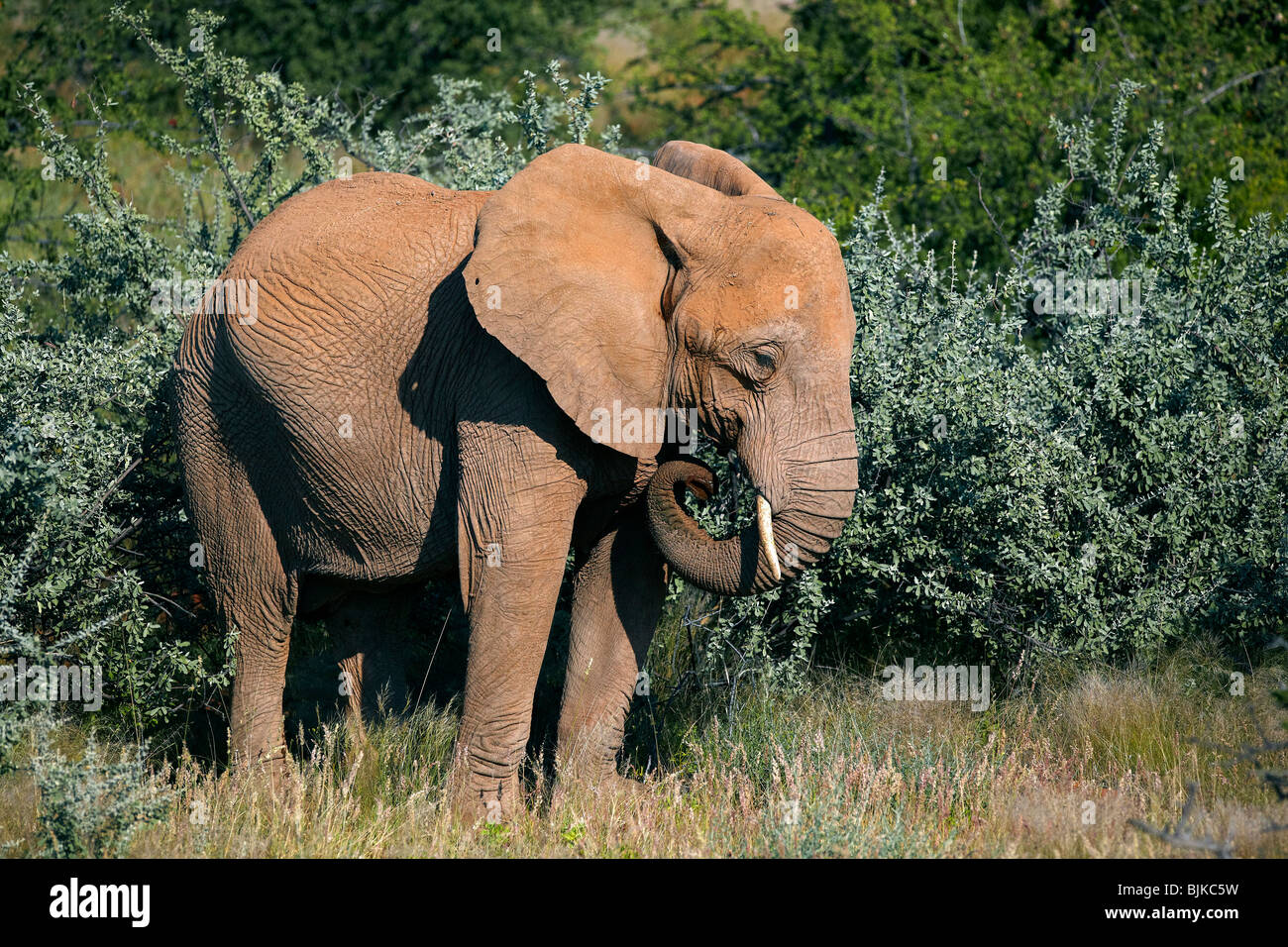 Loxodonta cyclotis young hires stock photography and images Alamy
