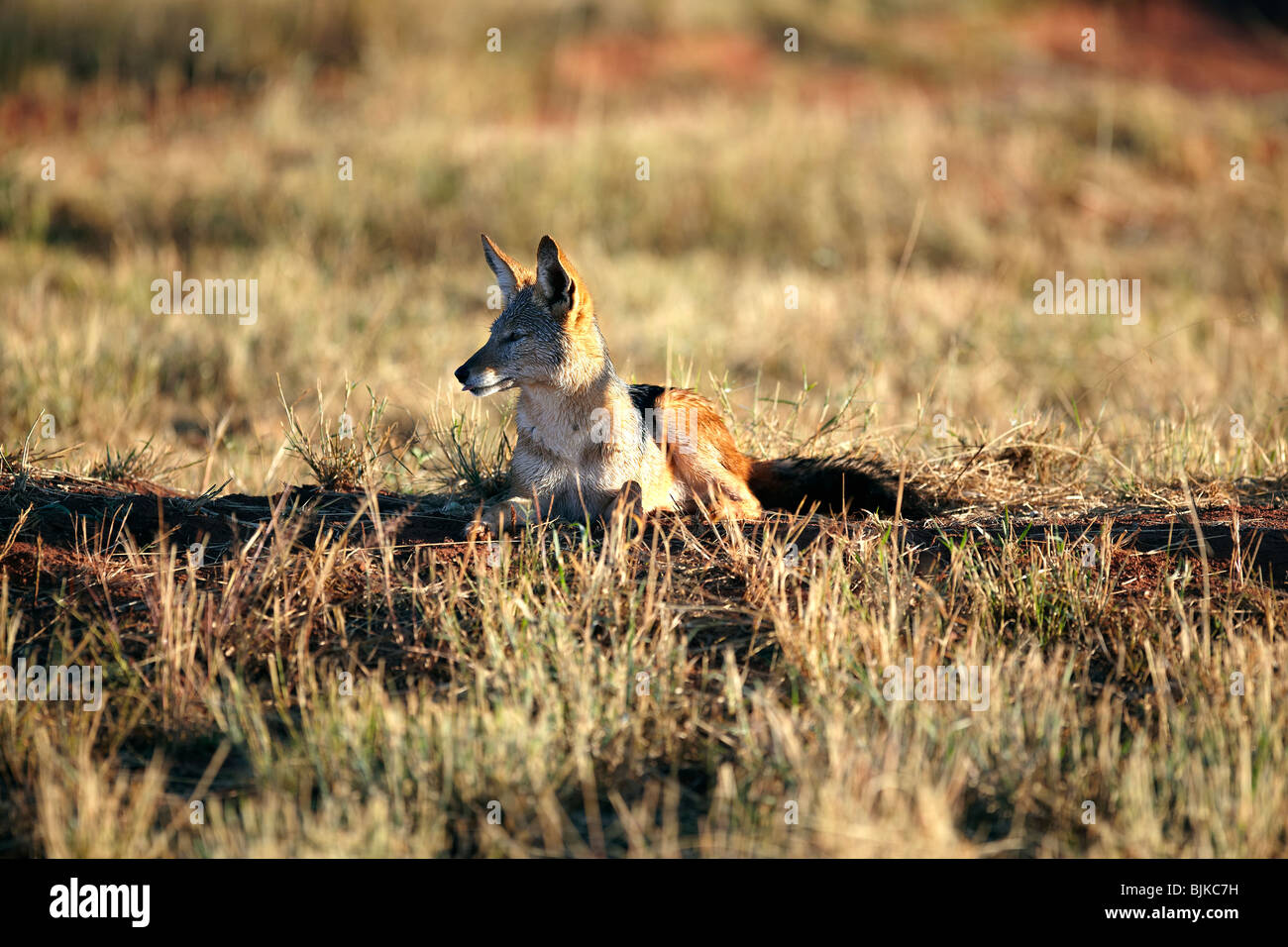 Black-backed Jackal (Canis mesomelas), Waterberg Plateau Park, Namibia, Africa Stock Photo