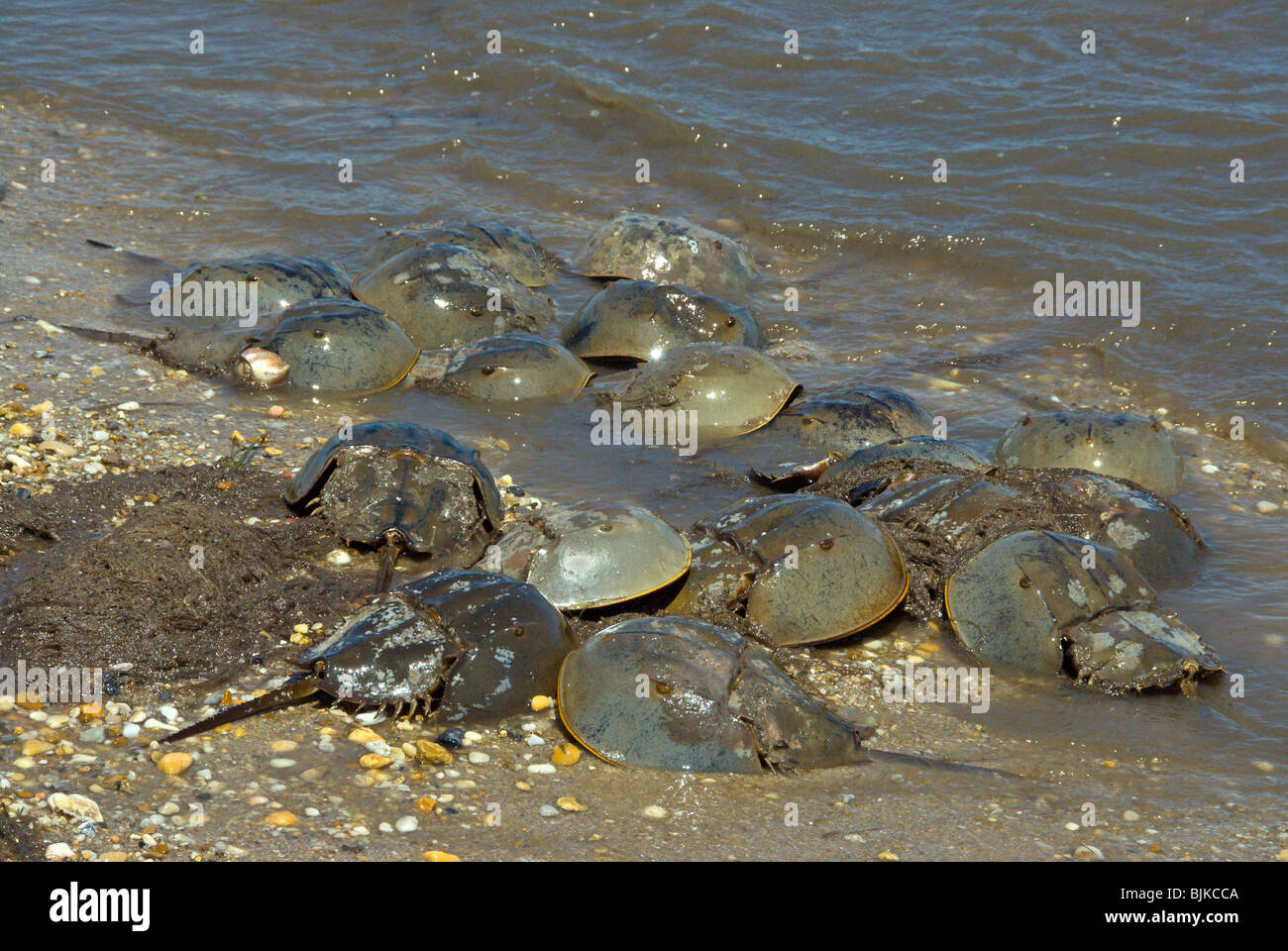 Horseshoe Crab (Limulus polyphemus), adults, mass spawning, on beach