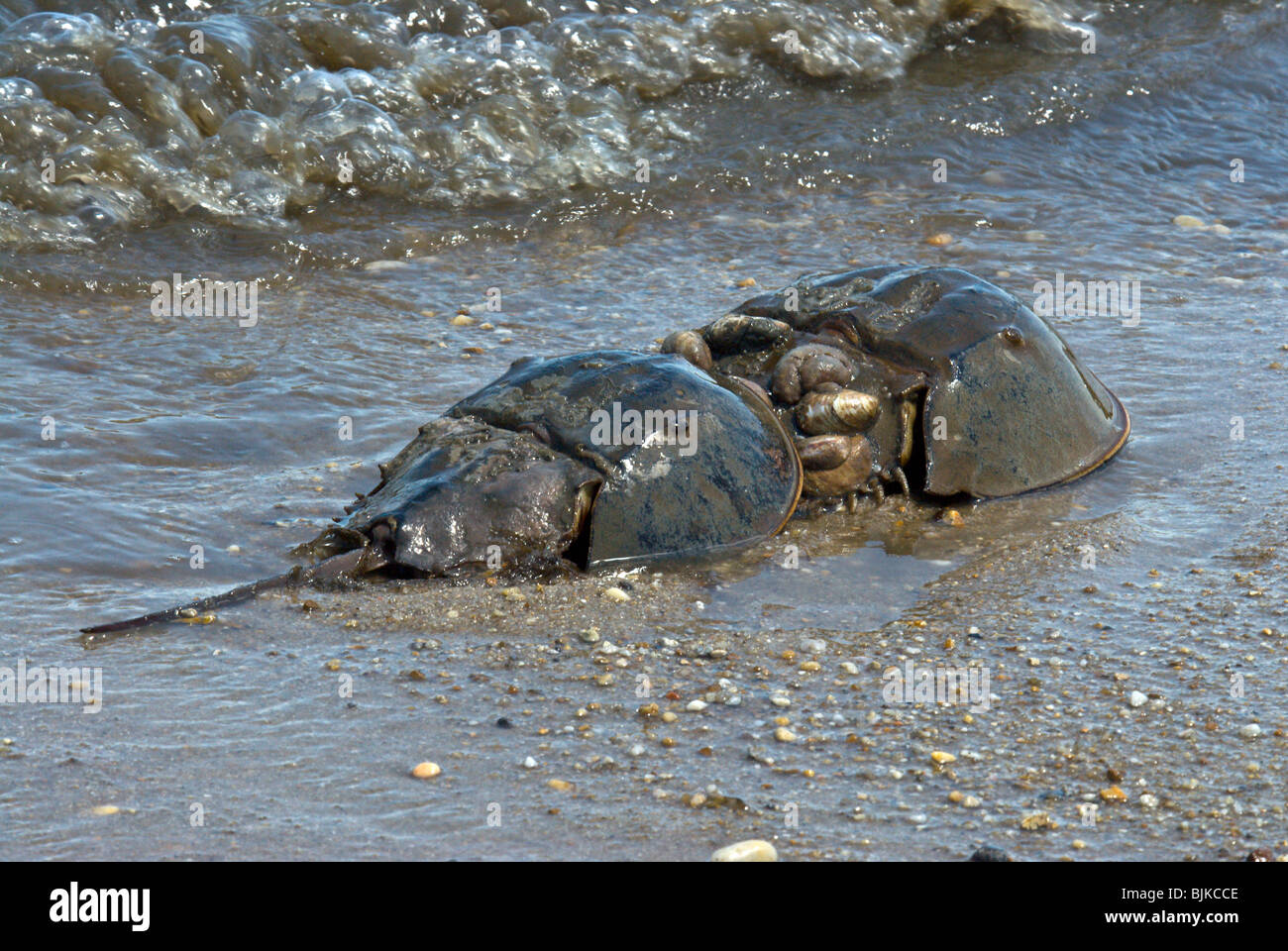 Horseshoe Crab (Limulus polyphemus), pair mating, spawning on beach