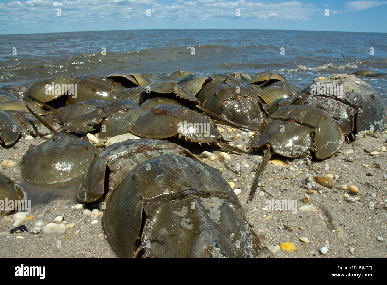 Horseshoe Crab (Limulus polyphemus), adults, mass spawning, on beach