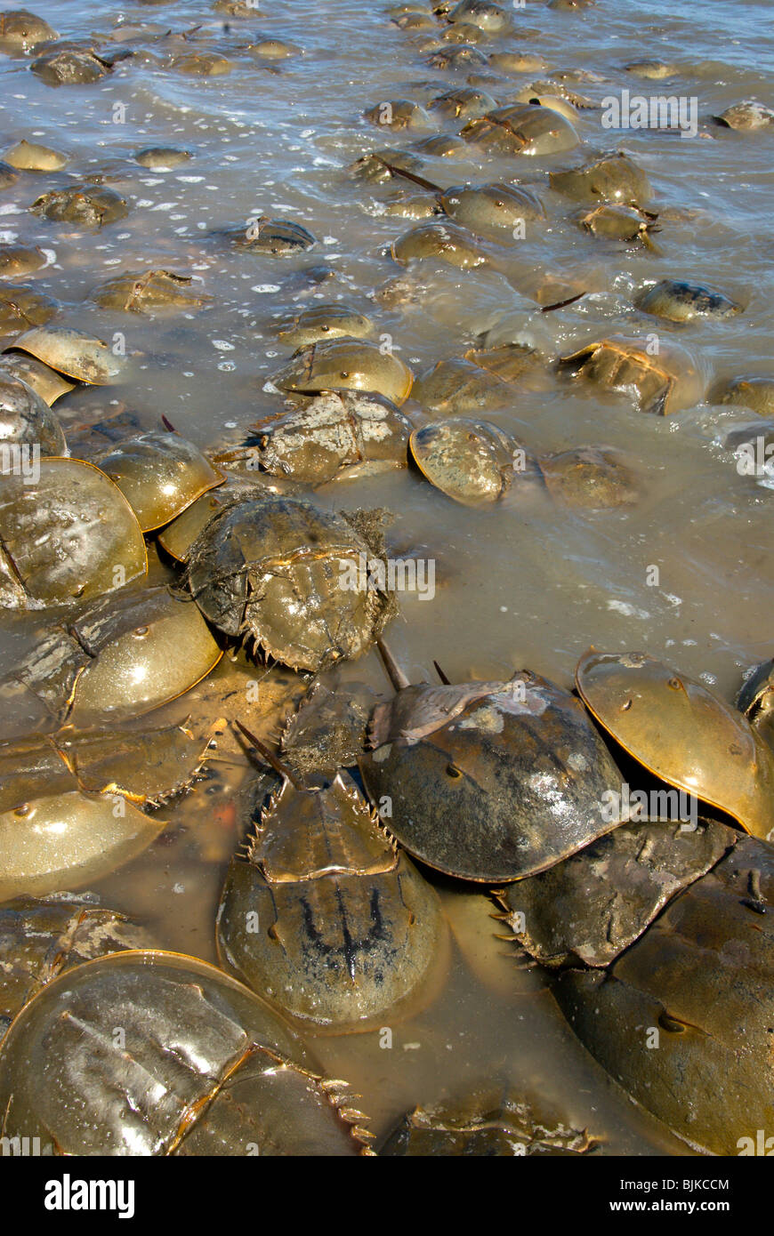 Horseshoe Crab (Limulus polyphemus), adults, mass spawning, on beach