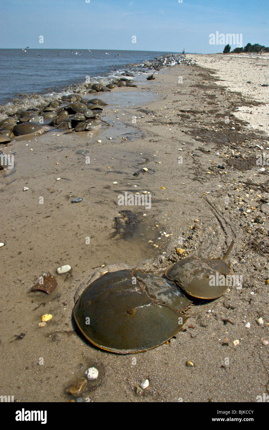 Horseshoe Crab (Limulus polyphemus), pair mating, mass spawning, on