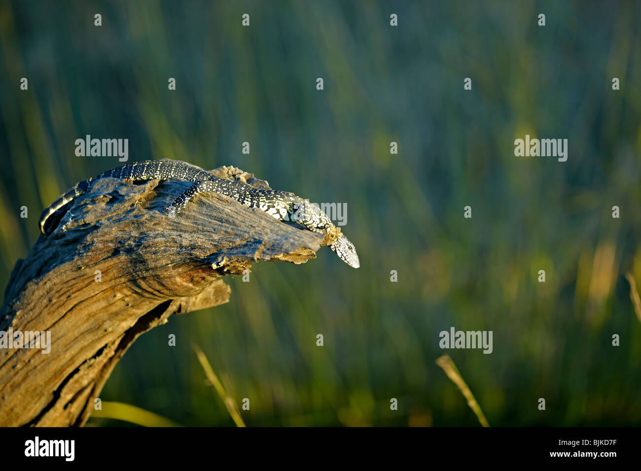 Reptiles of zambia hires stock photography and images Alamy