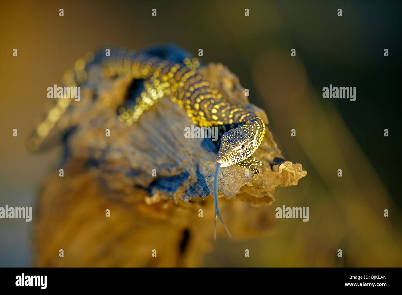 African monitor lizard hires stock photography and images Alamy