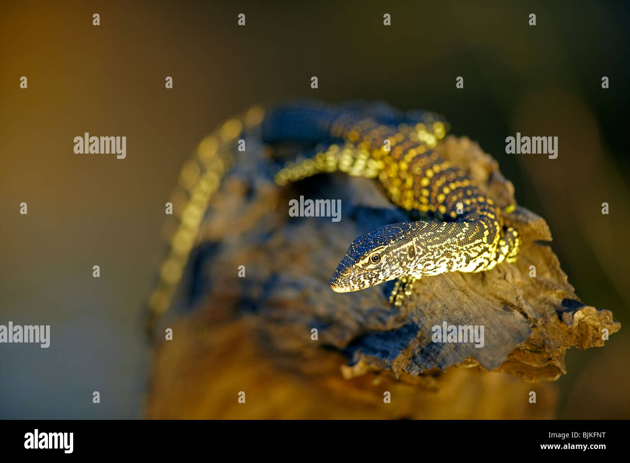 Monitor lizard (Varanus), Zambezi, Zambia, Africa Stock Photo Alamy