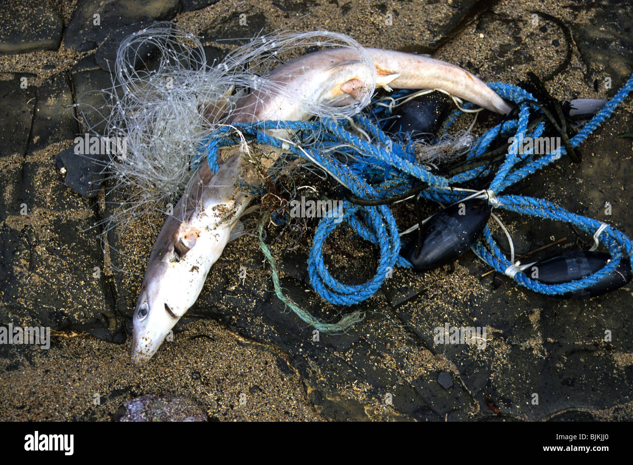 Gillnet hi-res stock photography and images - Alamy