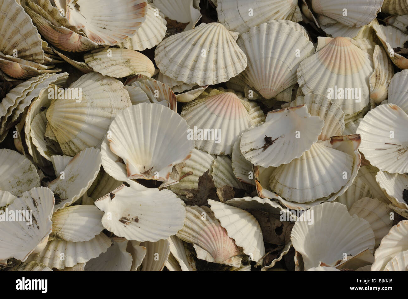 A heap of empty discarded scallop shells Stock Photo
