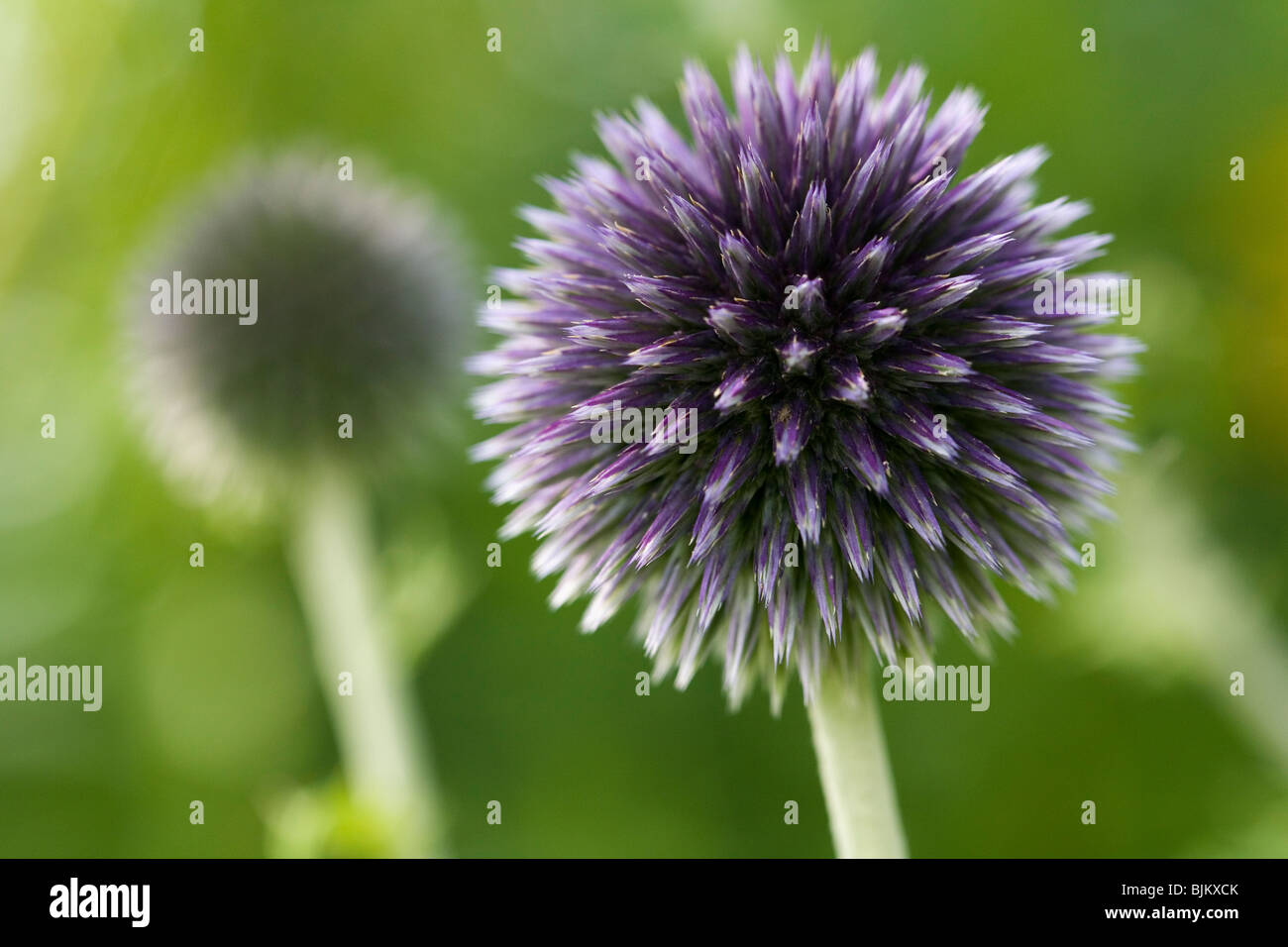 Globe thistle flowers (Echinops ritro) macro Stock Photo Alamy