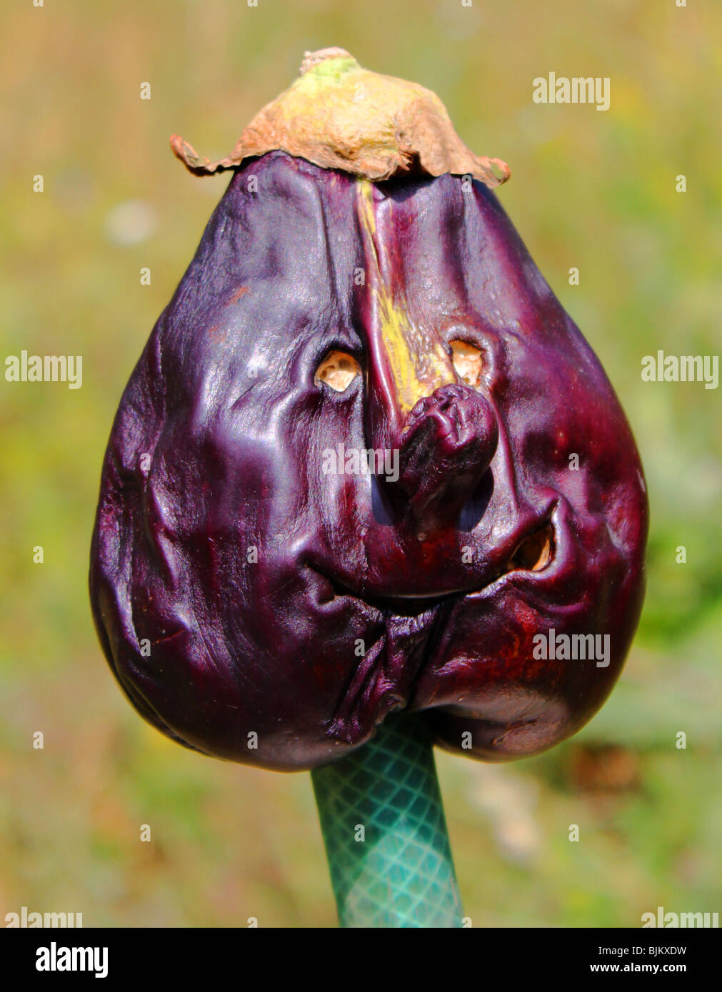 Eggplant Funny Print Pattern Floor Mat
