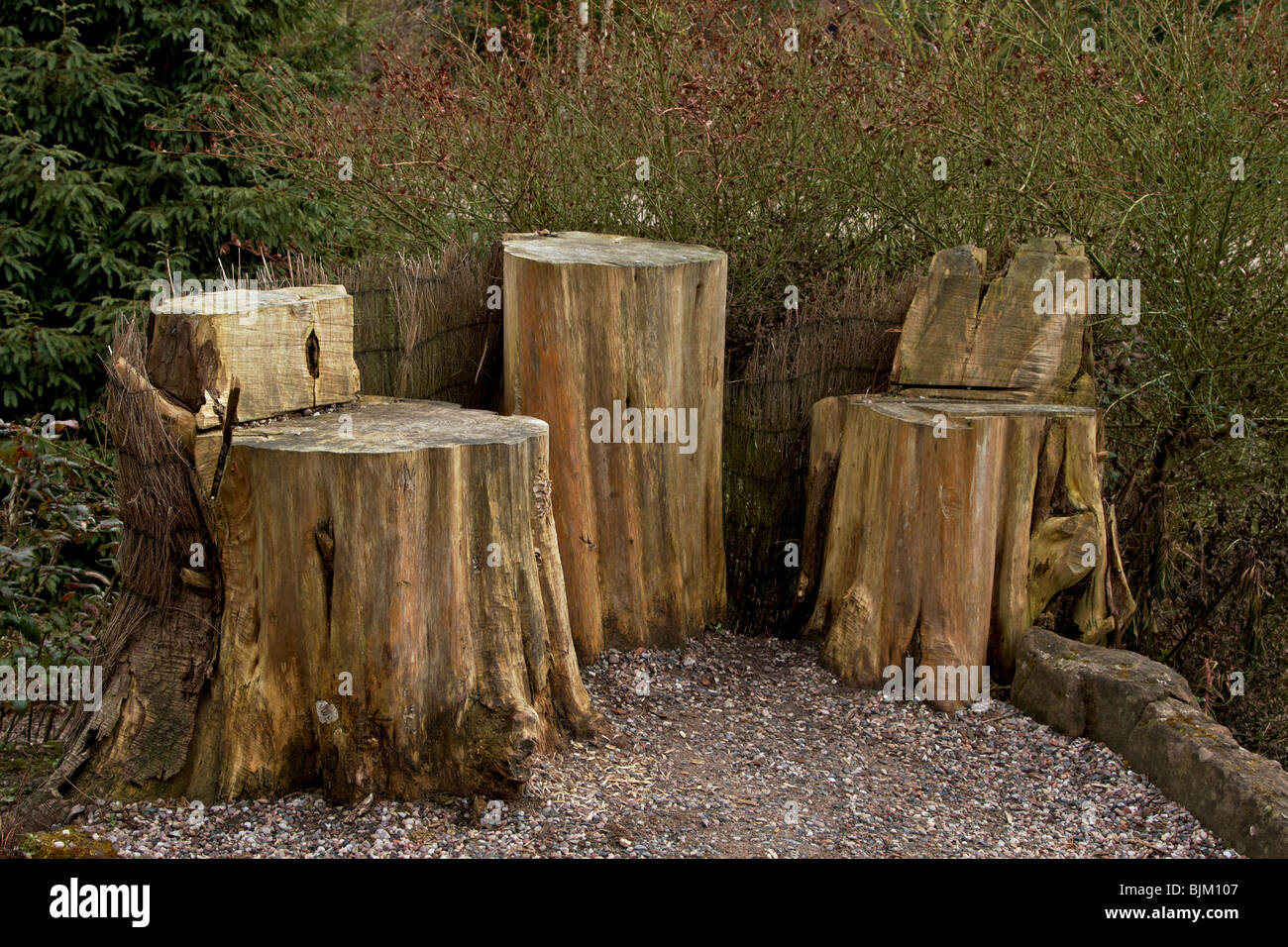 picnic table and seating created from tree stumps and logs Stock Photo Alamy