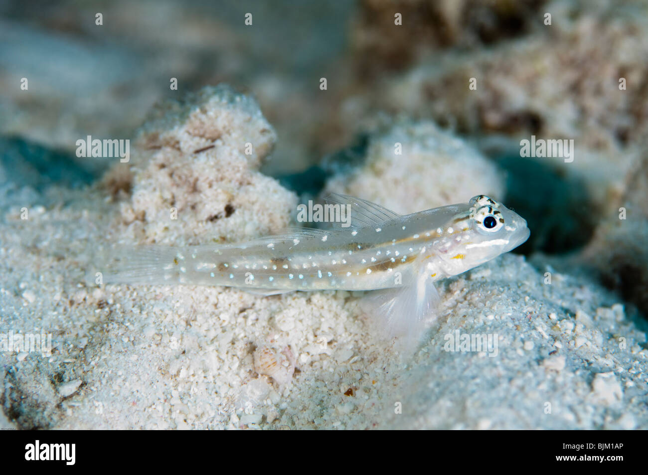 A Bridled Goby rests motionless on the bottom of a coral reef. Stock Photo