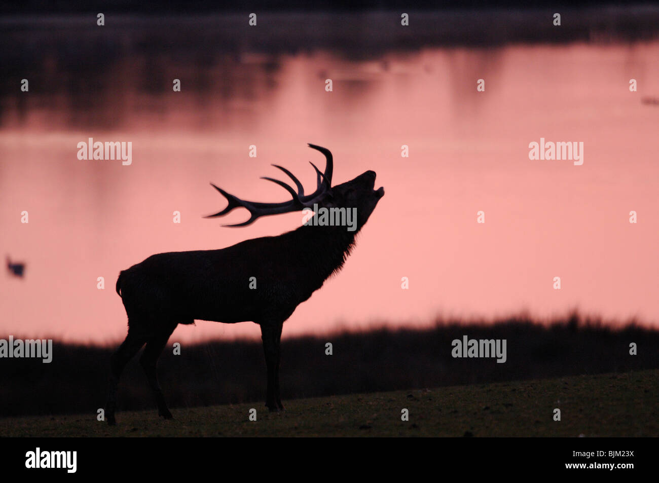 Silhouette Of Stag Roaring High Resolution Stock Photography And Images