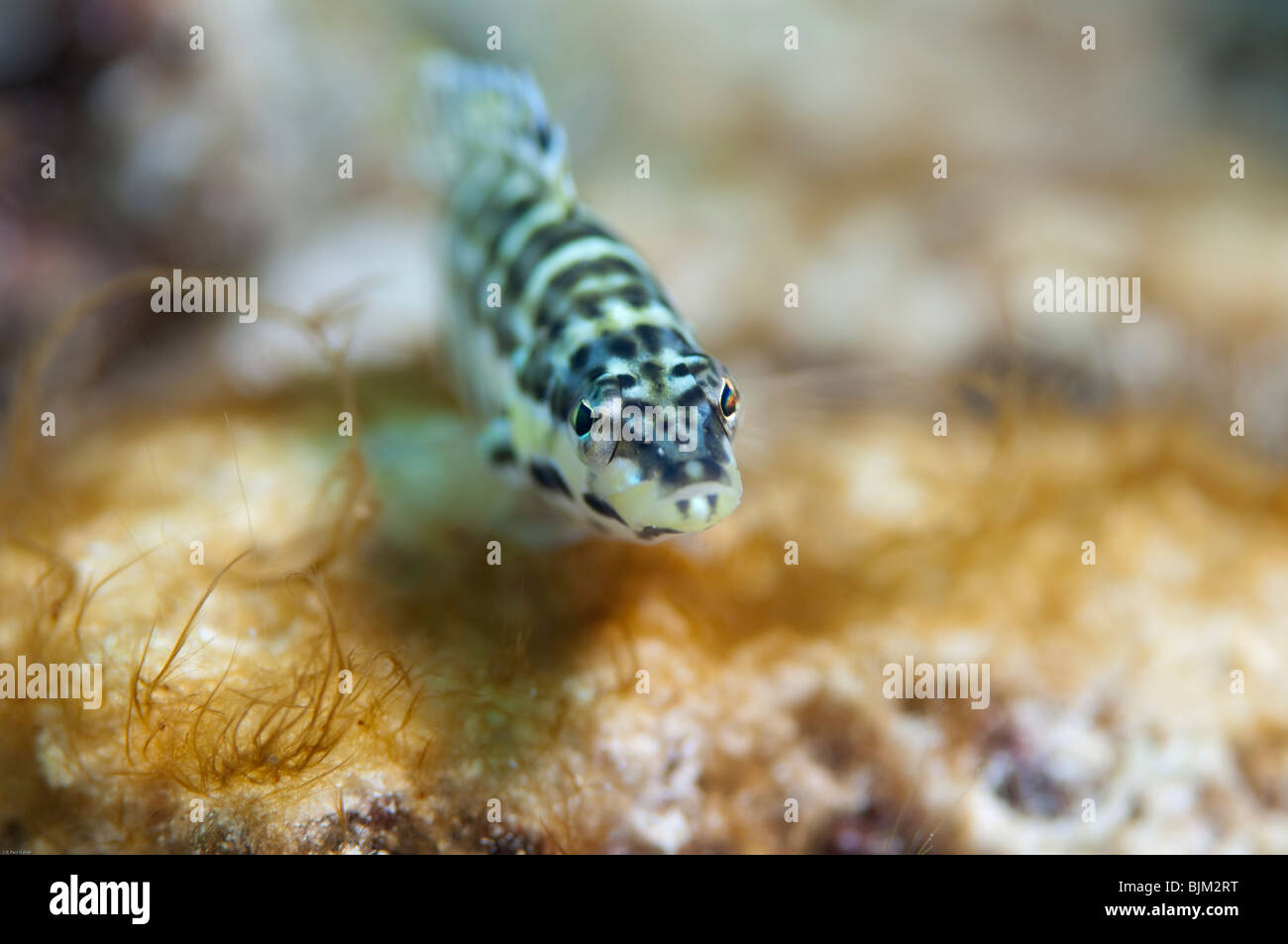 A Harlequin Bass fish casts a wary eye back at the photographer. Stock Photo