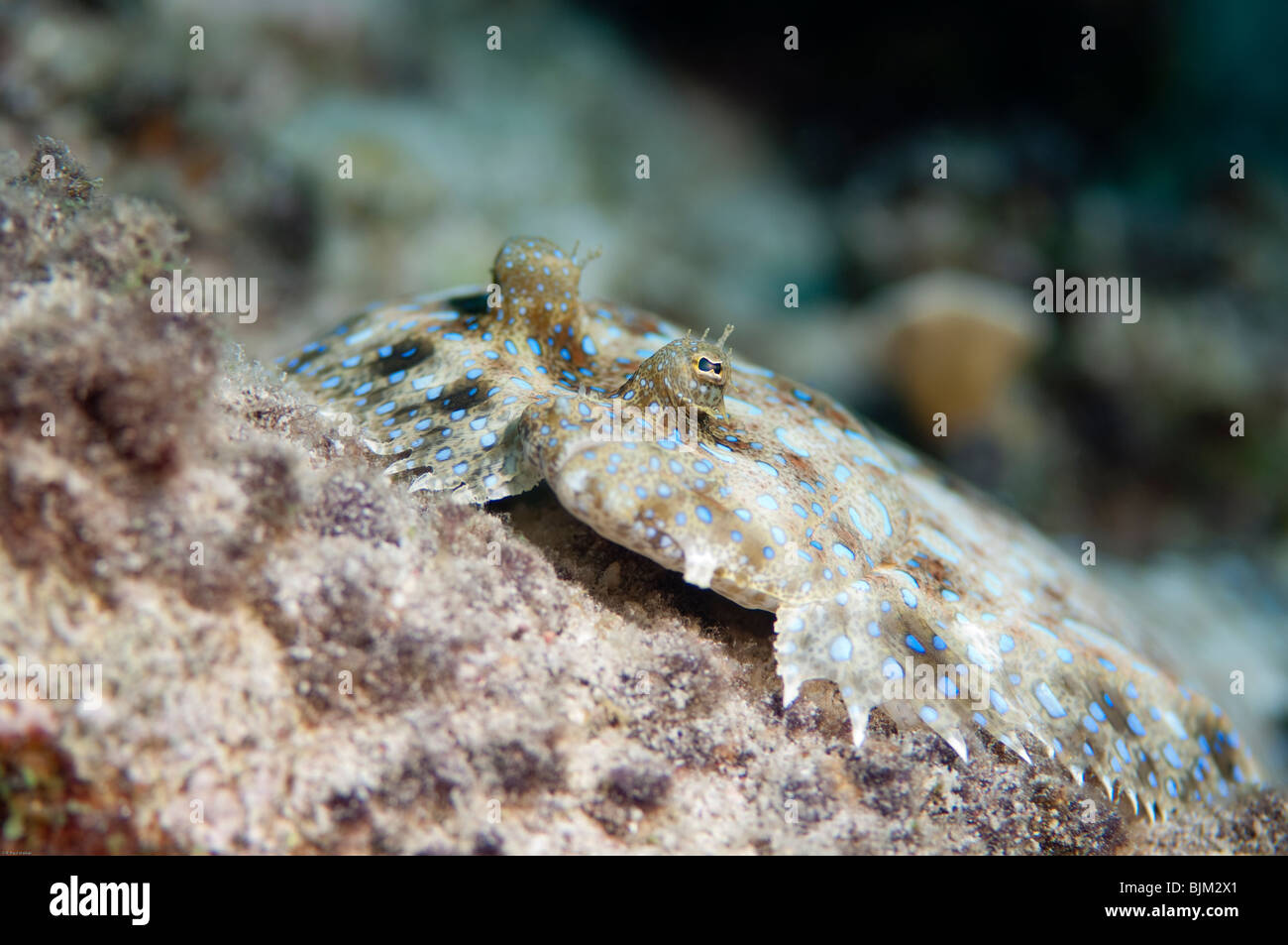 Close up of a tropical Peacock Flounder fish. Stock Photo
