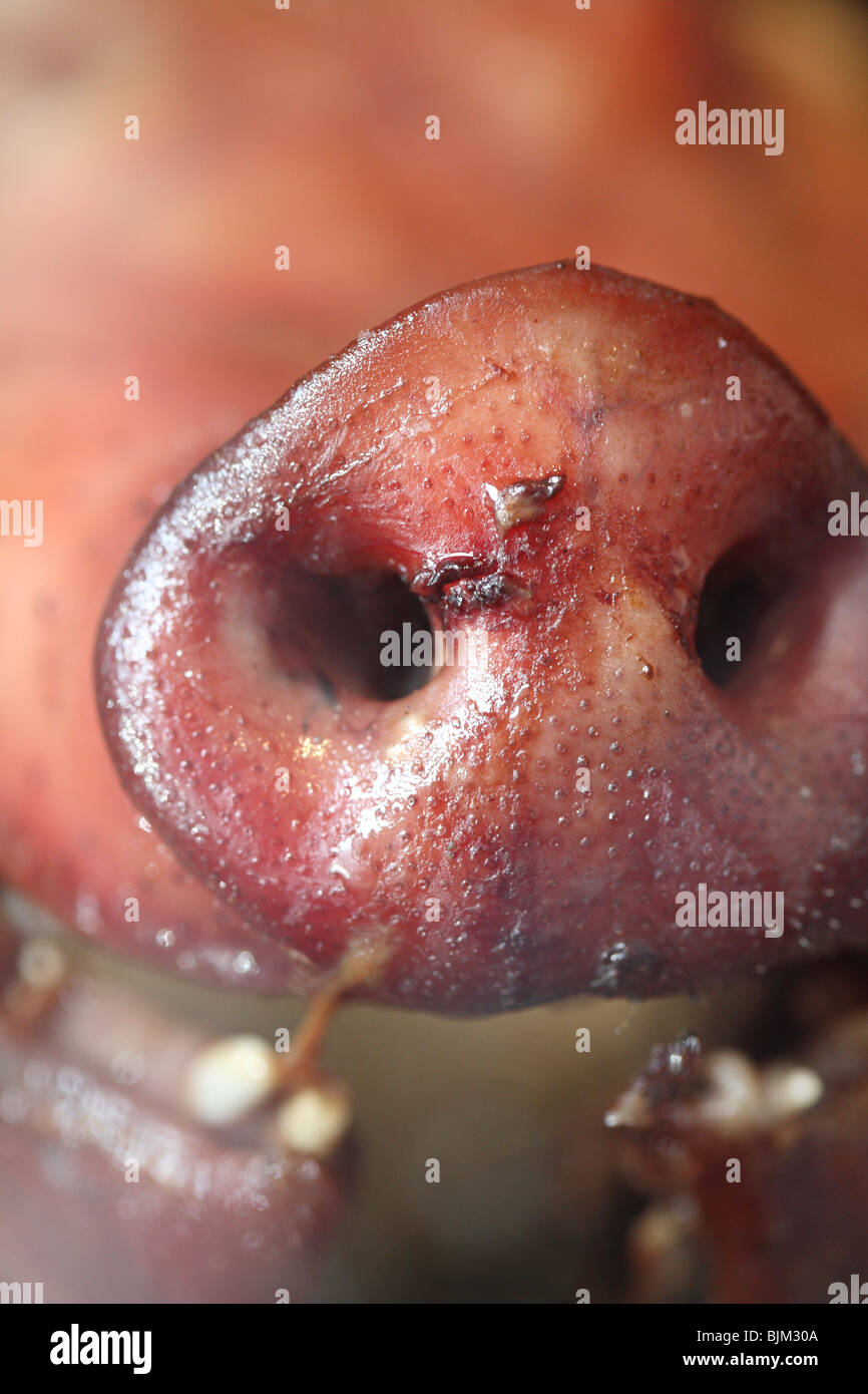 A cooked Pig's Snout Stock Photo 28715578 Alamy