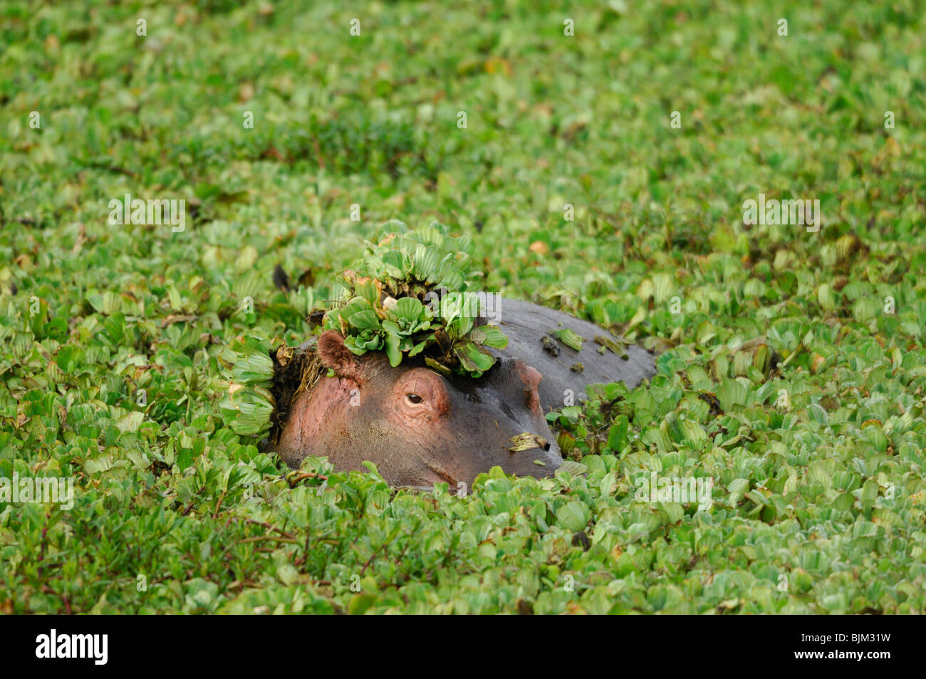 Hippo (Hippopotamus amphibius) emerging head in a green vegetation pond. Masai Mara National Park, Kenya Stock Photo