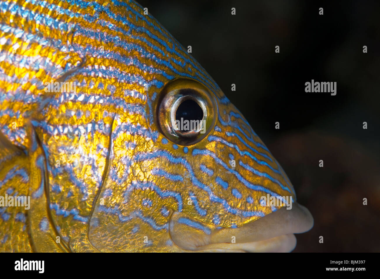 Profile of a White Grunt  fish head. Stock Photo