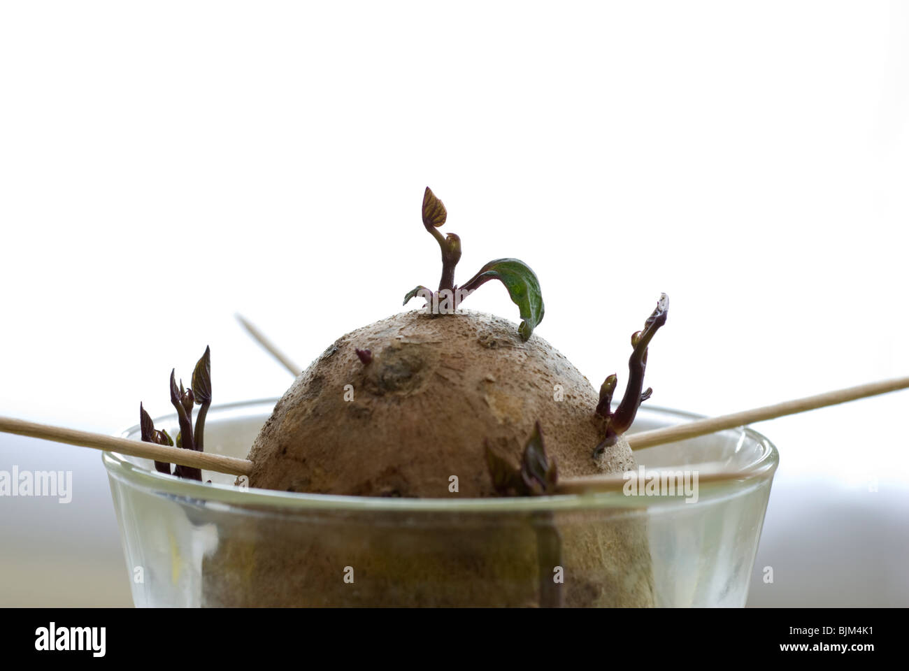 Growing sweet potato slips (Ipomoea batatas) - first stage, slip development. Stock Photo