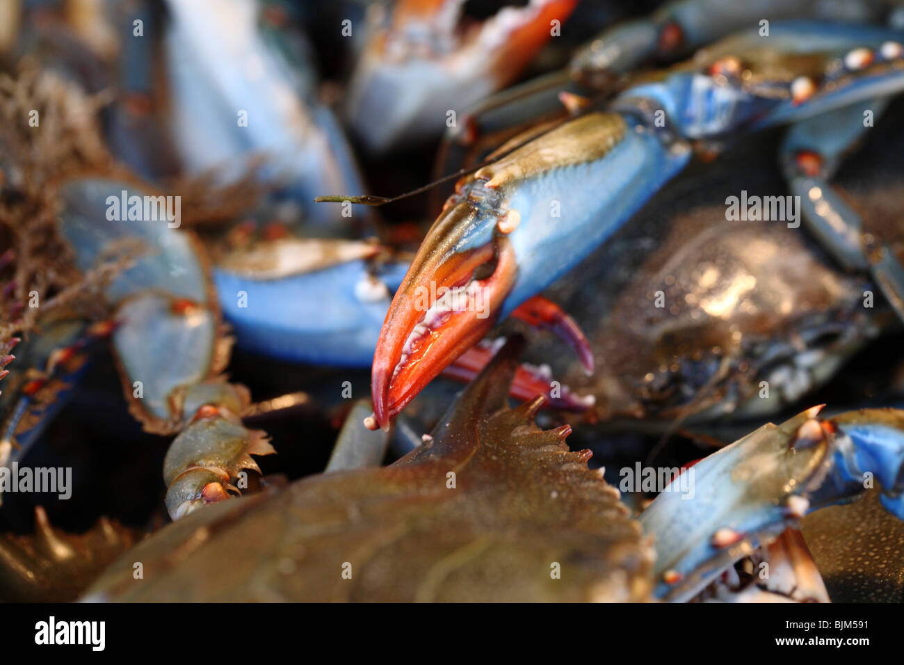 Close up of live blue crabs Stock Photo Alamy