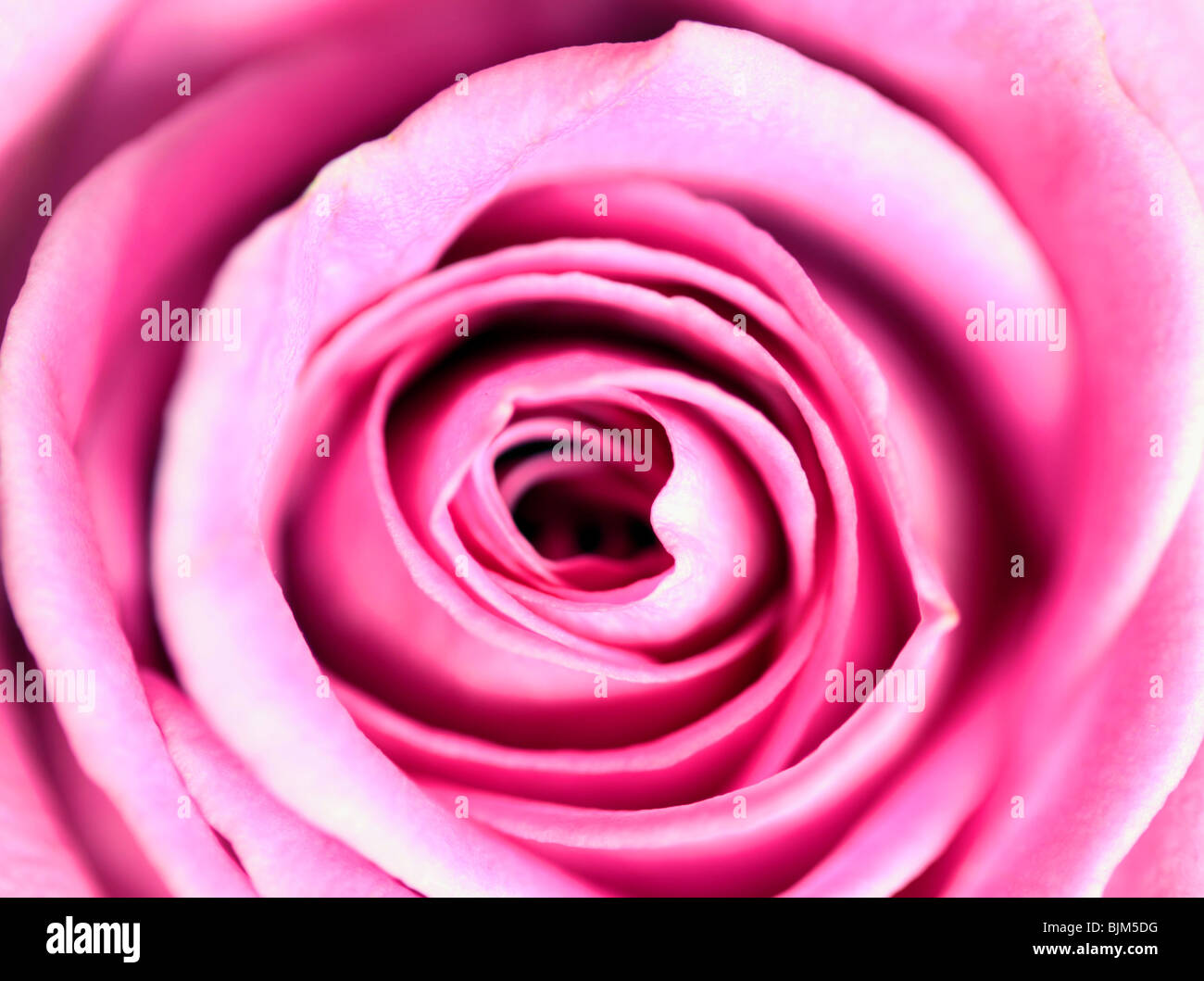 Pink rose close up Stock Photo - Alamy