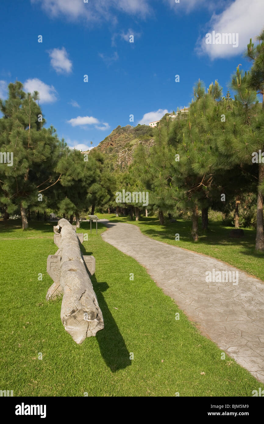 Series of photos of the the Jardin Canario Viera y Clavijo or the Canary Gardens on Gran Canaria. Petrified tree trunk display. Stock Photo