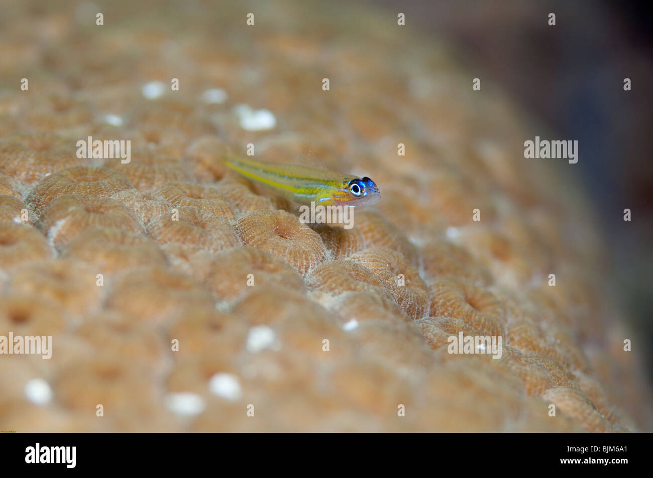 A small Pepperment Goby rests on some coral. Stock Photo