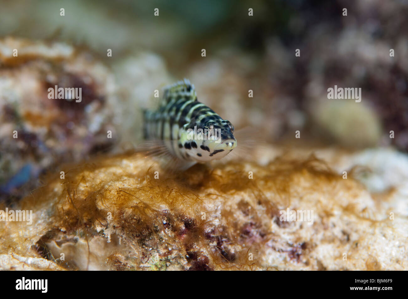 Portrait of a small Harlequin Bass fish. Stock Photo