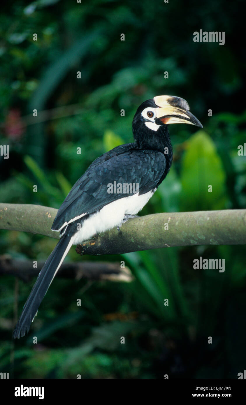 Oriental Pied Hornbill (Anthracoceros albirostris) perched on branch Stock Photo