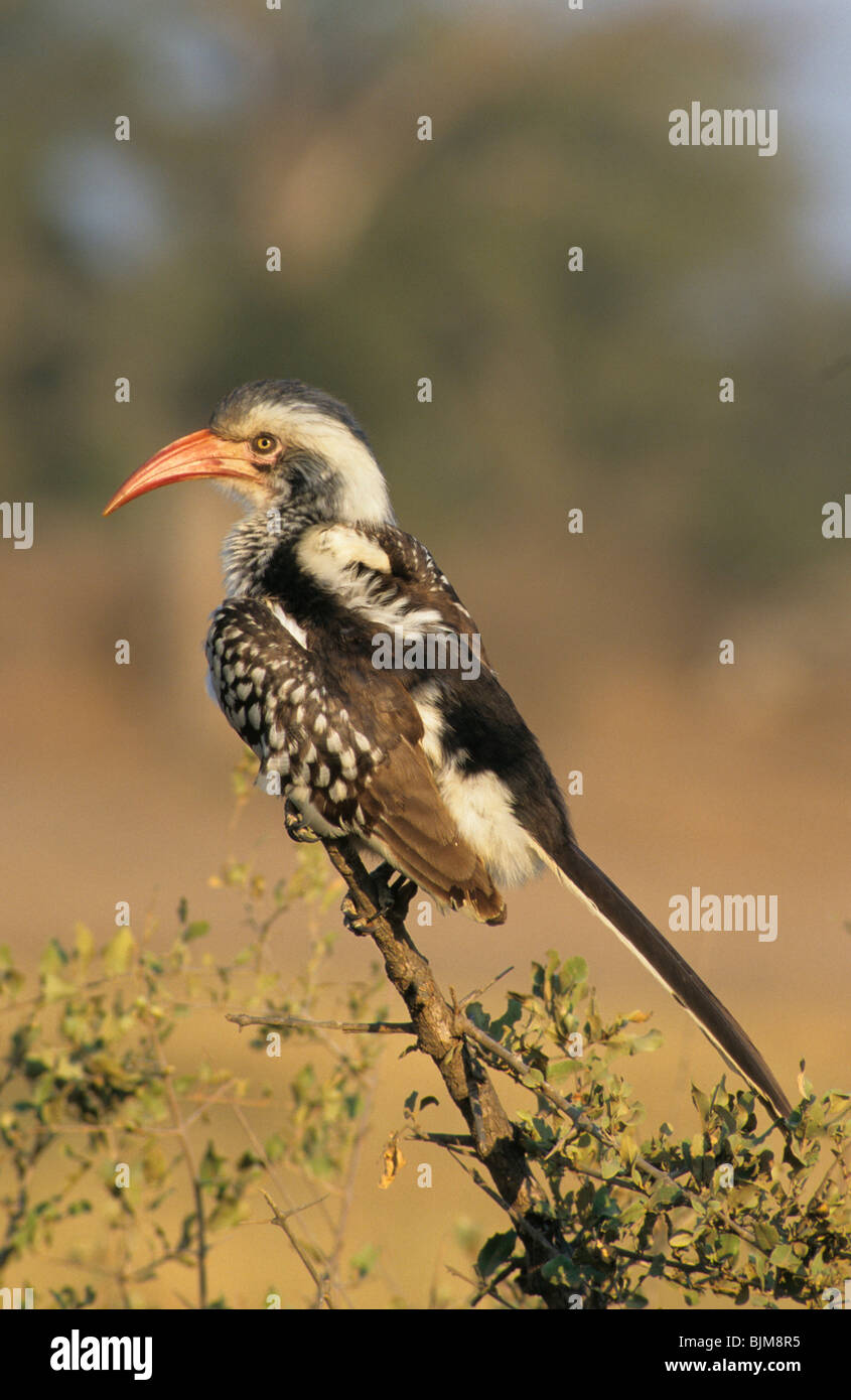 Redbilled Hornbill (Tockus erythrorhynchus) perched on branch, Kruger National Park, South Africa Stock Photo