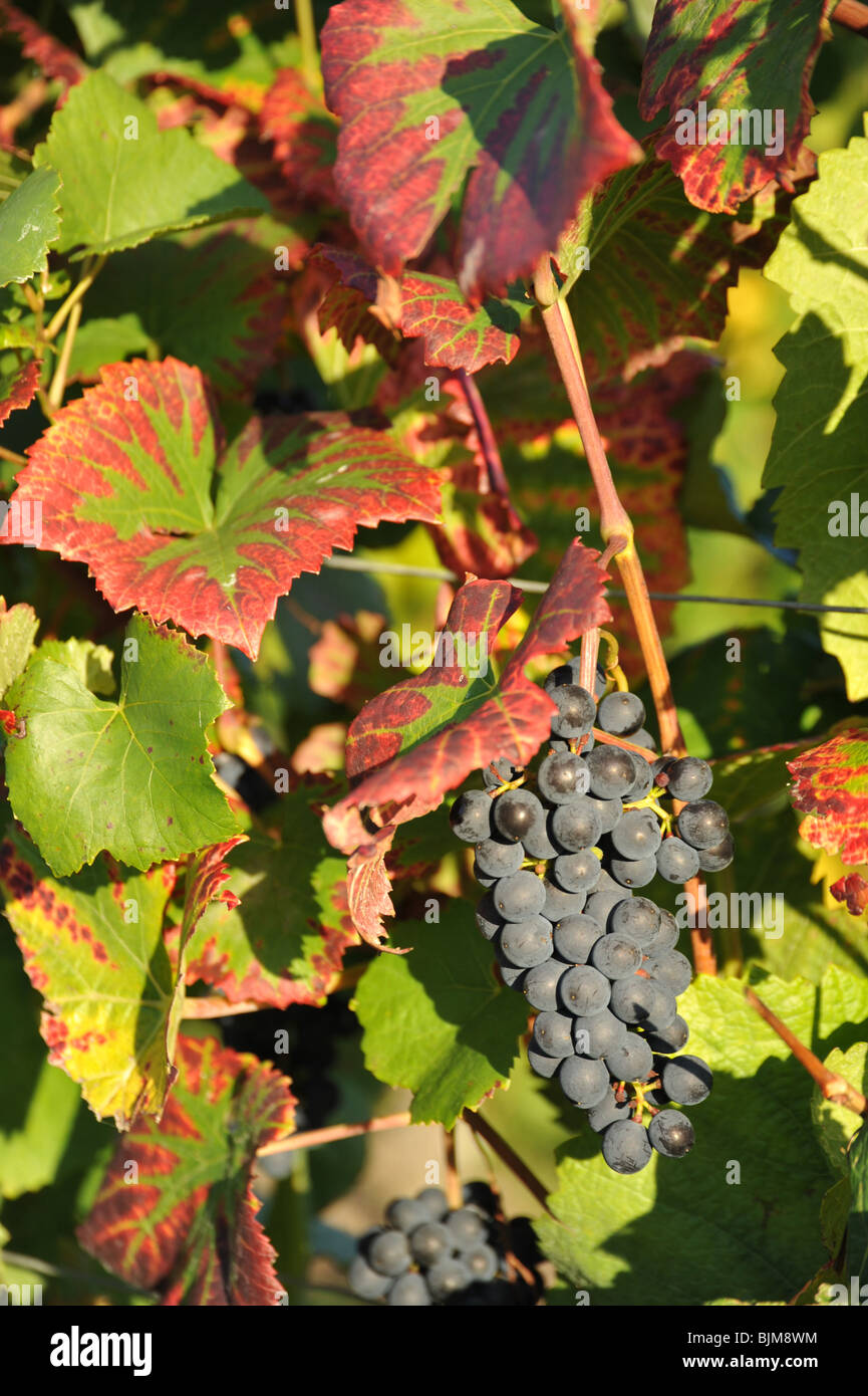 Pinot Noir red wine grapes growing on a grape wine, notice the change in colour of the leaves as the autumn season advances Stock Photo