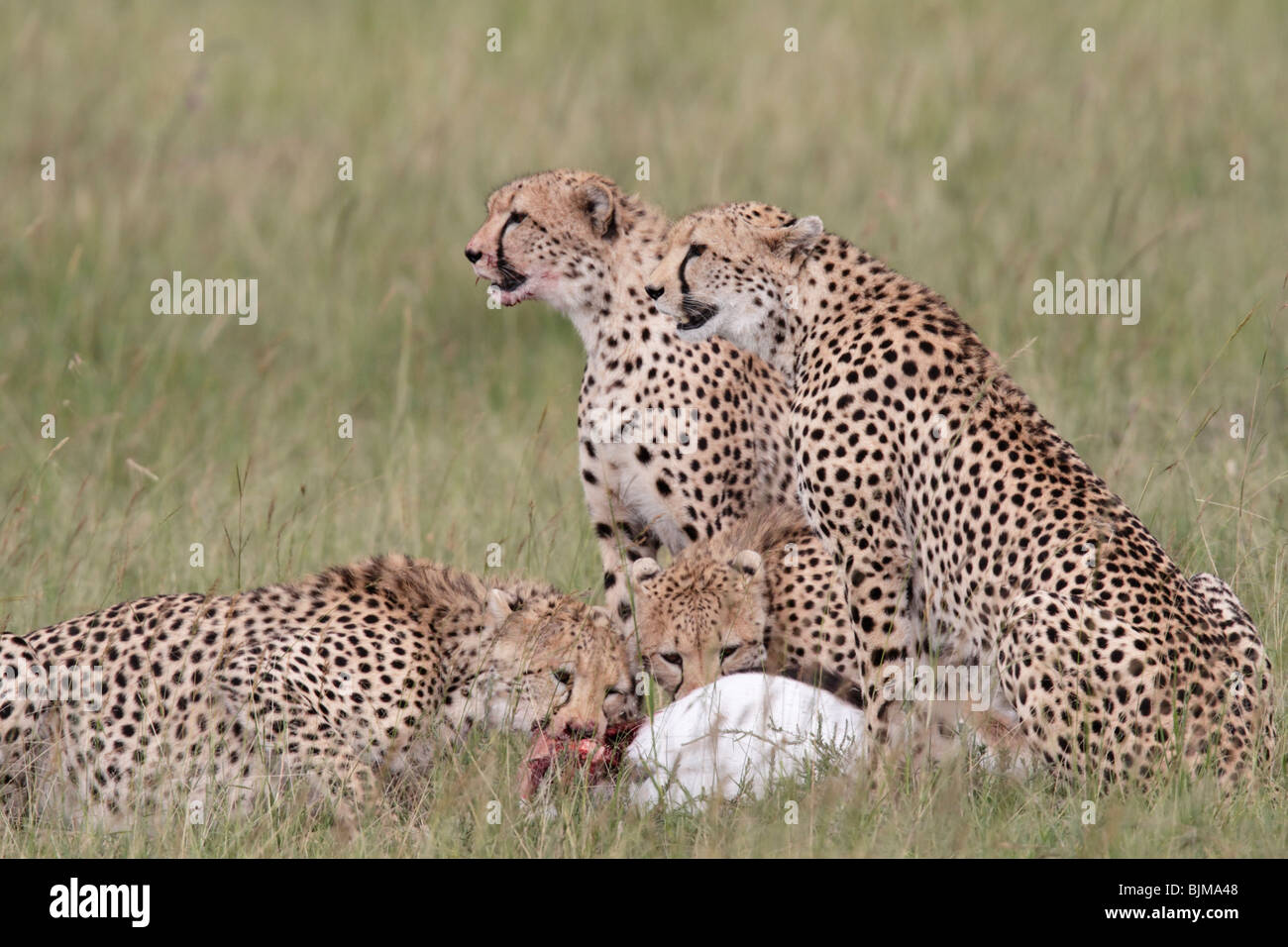 Four cheetahs on a Thomson's Gazelle kill Stock Photo
