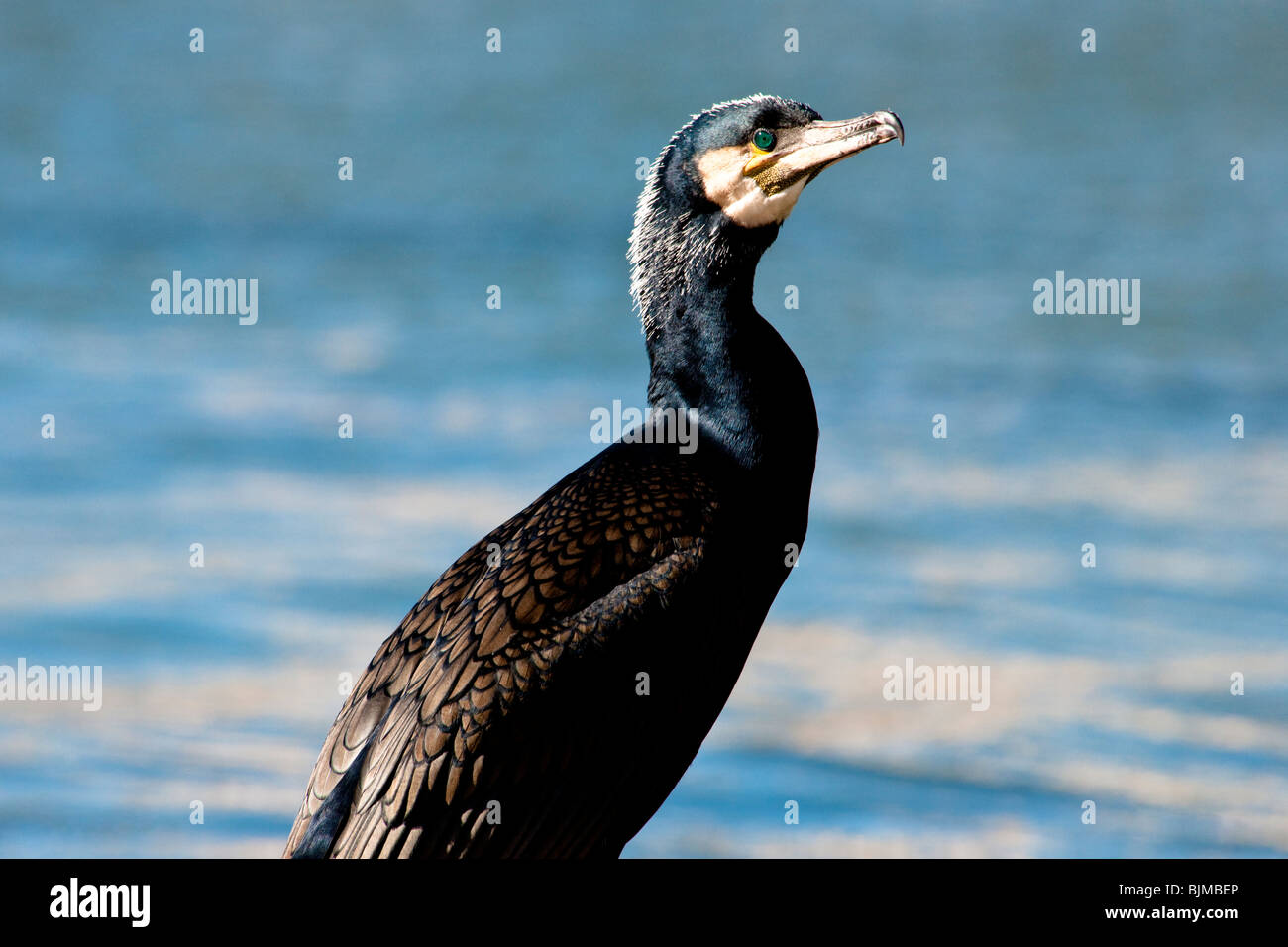 A Great Cormorant in breeding plumage perched on the edge of Bristol Docks Stock Photo