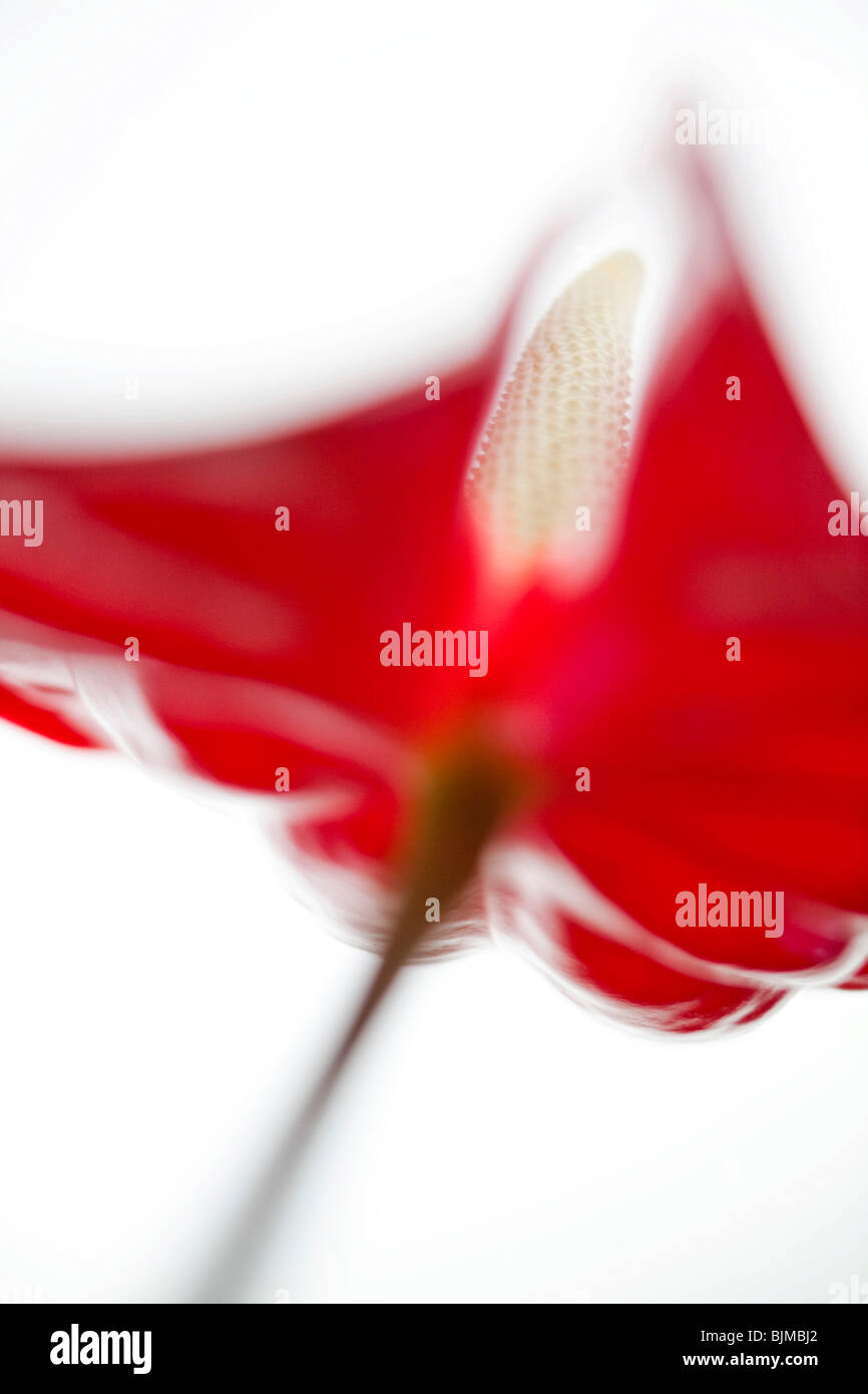 Anthurium, Flamingo Flower (Anthurium scherzerianum), abstract flower Stock Photo